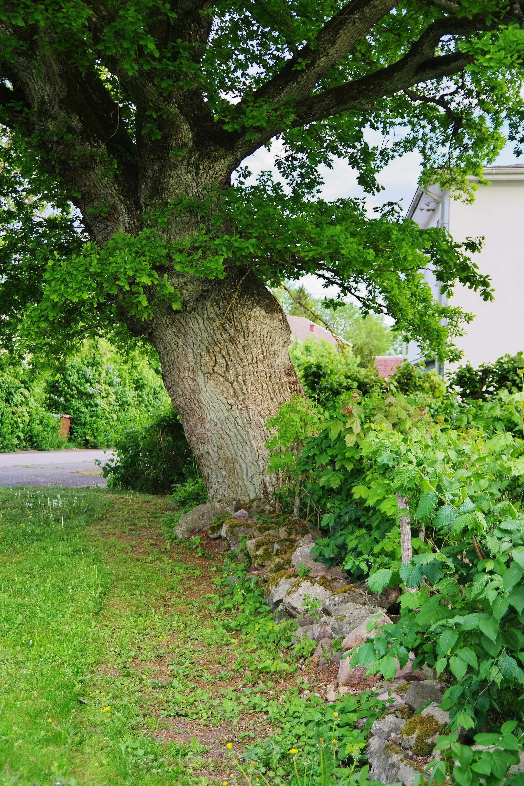 Photo showing: Den gamla eken vid Ledsgården, korsningen Kvarngatan-Affärsgatan, i Kinnarp (Slutarp) i Falköpings kommun i Västergötland i Sverige. Eken är klassad som naturminne och är skyddad sedan 1954.