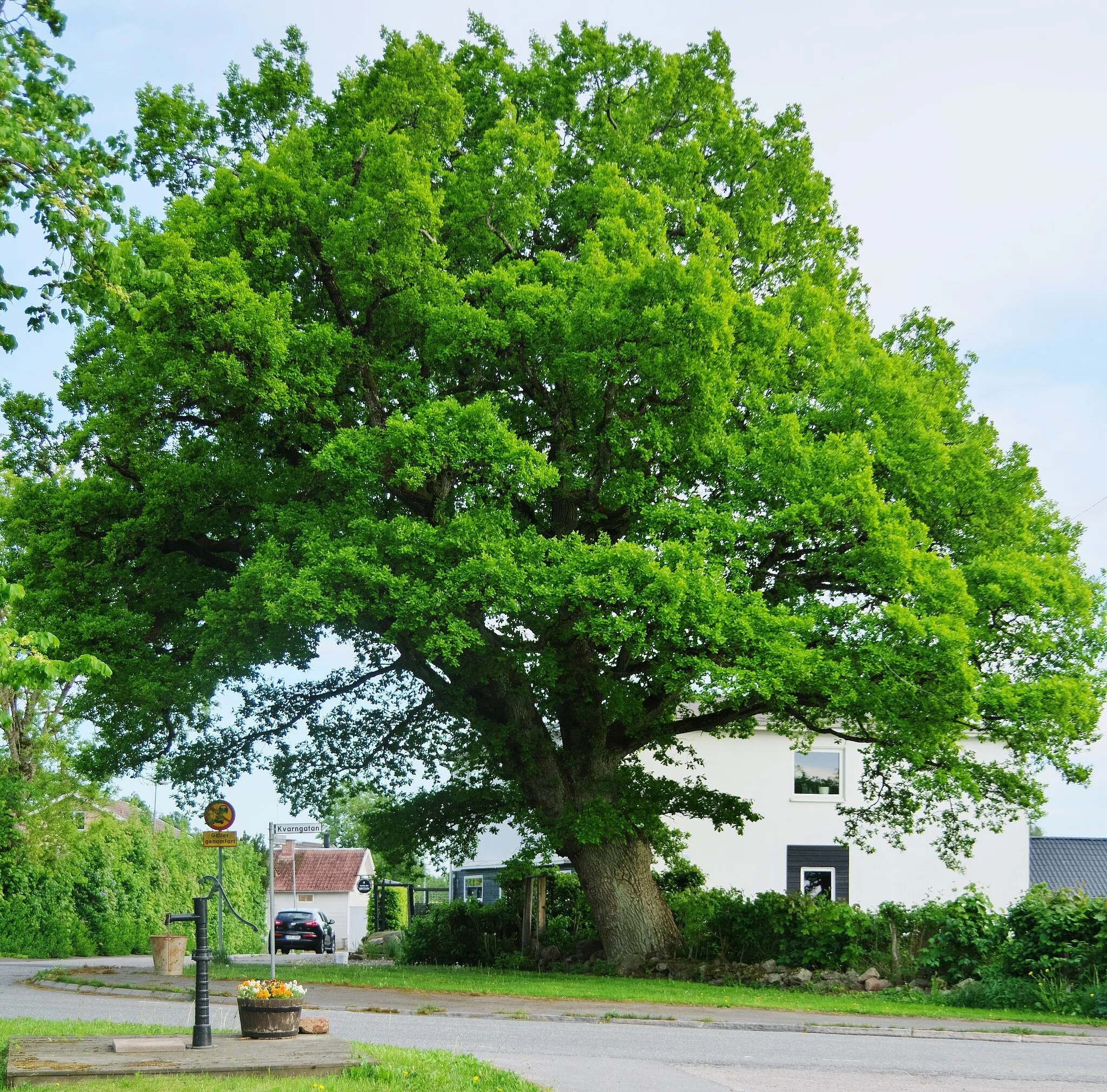 Photo showing: Den gamla eken vid Ledsgården, korsningen Kvarngatan-Affärsgatan, i Kinnarp (Slutarp) i Falköpings kommun i Västergötland i Sverige. Eken är klassad som naturminne och är skyddad sedan 1954.