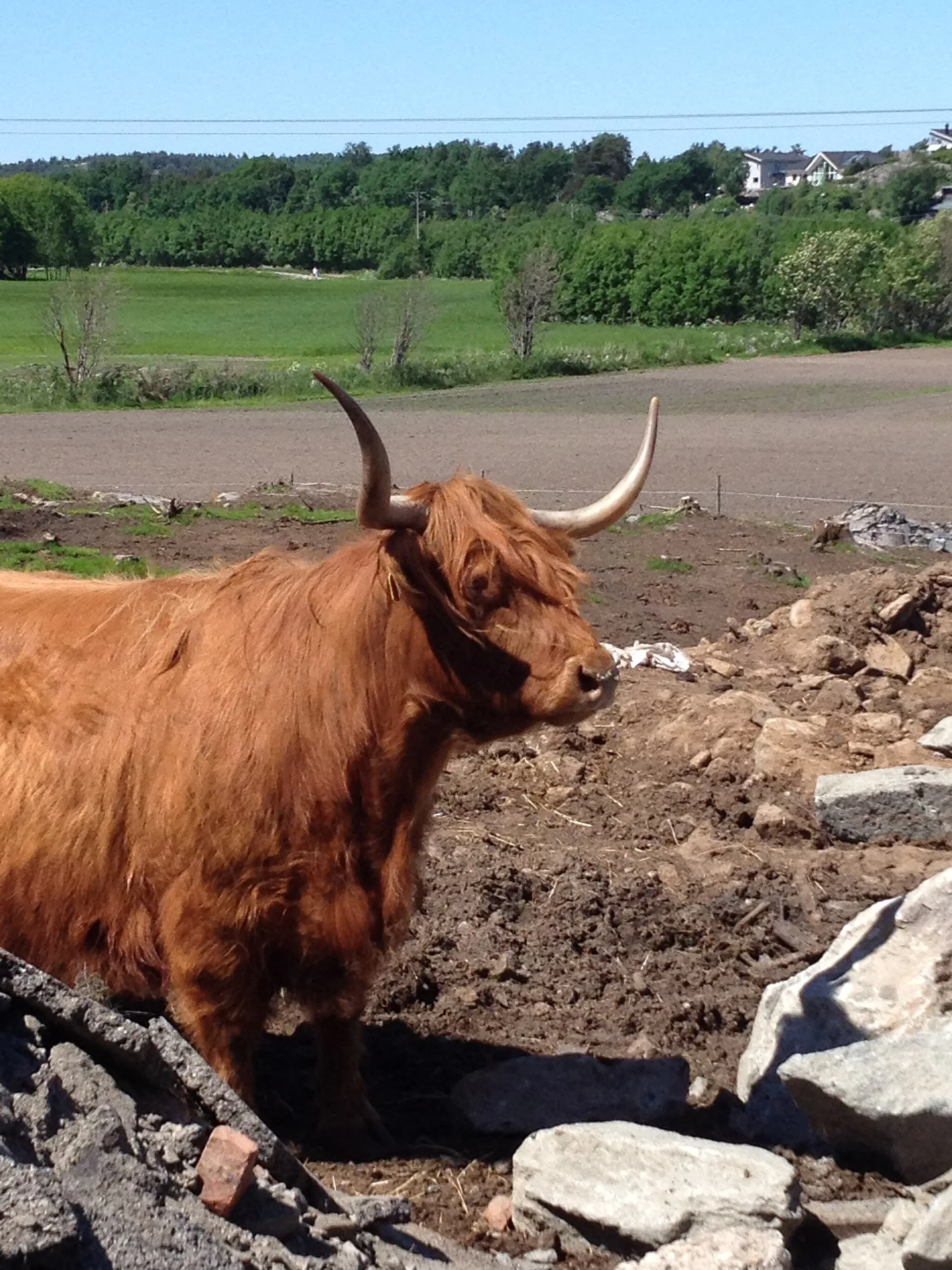 Photo showing: Highland cattle cow