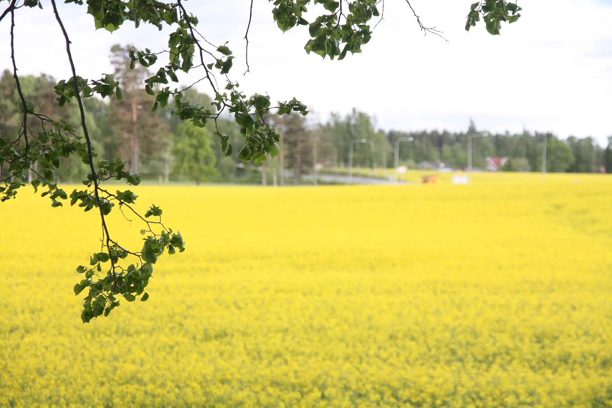 Photo showing: Vackra rapsfält i Tibro