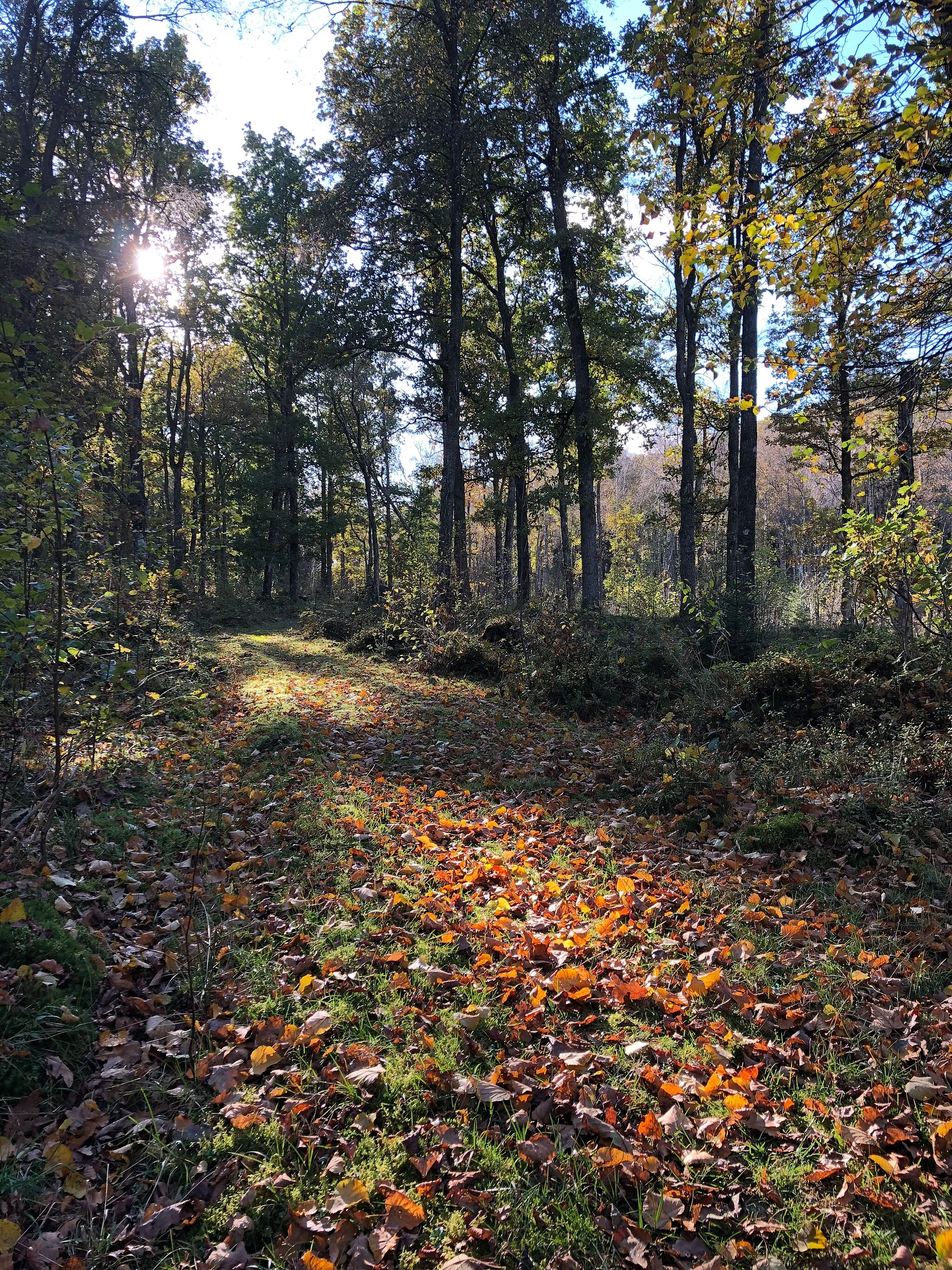 Photo showing: Yttra Bergs naturreservat består av gamla kultur- och odlingslandskap. Området ägs av naturvårdsverket.