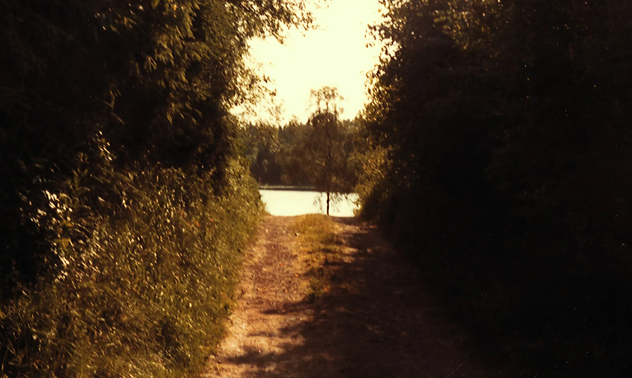 Photo showing: Skogsväg vid Buasjön, Stora Bugärde, Hällingsjö, ca 1981