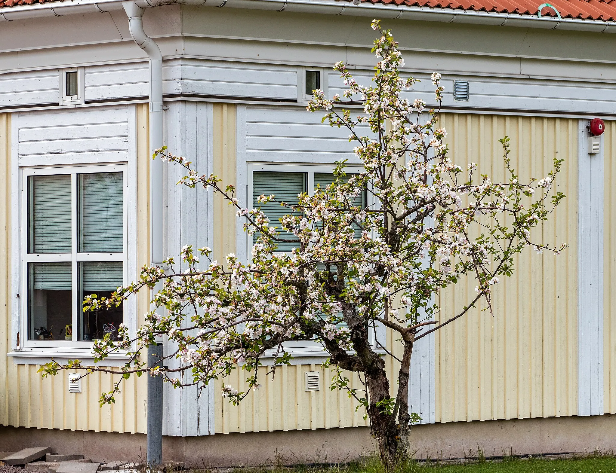 Photo showing: Apple tree in bloom outside Bro School in Brodalen, Lysekil Municipality, Sweden.