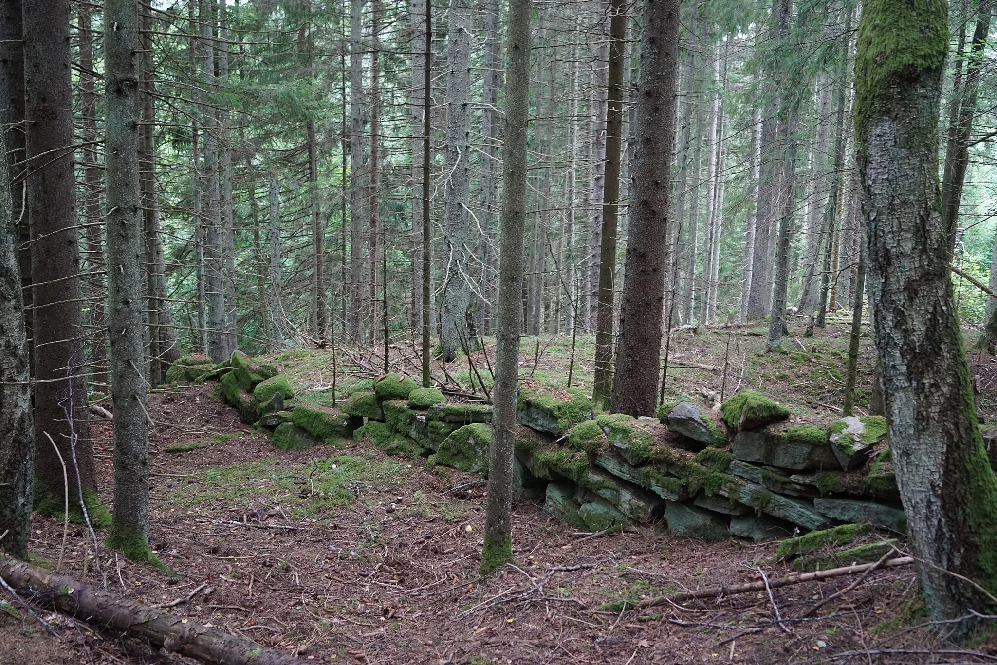 Photo showing: The wilderness Risveden in Ale Municipality, Sweden.