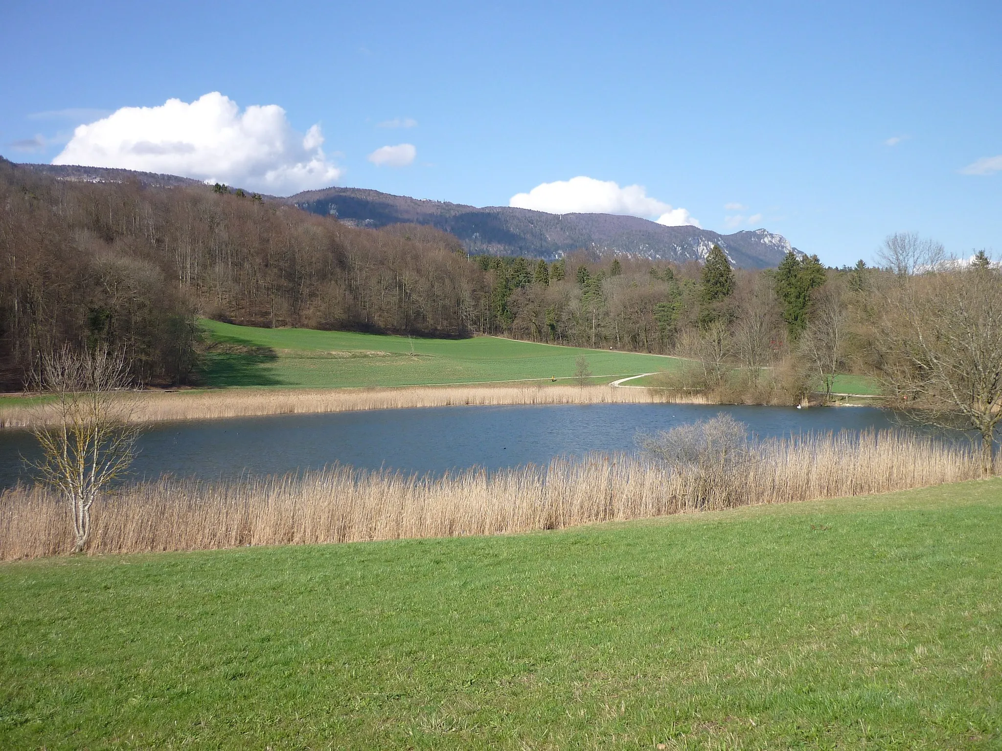 Photo showing: Bellacherweiher pond (created in 1548) in Bellach, Canton of Solothurn, Switzerland, in front of the Weissenstein range, part of the first Jura mountain chain.