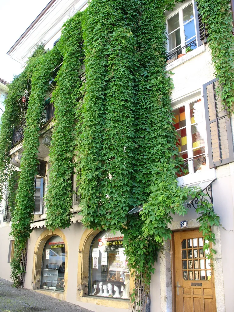 Photo showing: Hanging Vines, Biel / Bienne, Switzerland