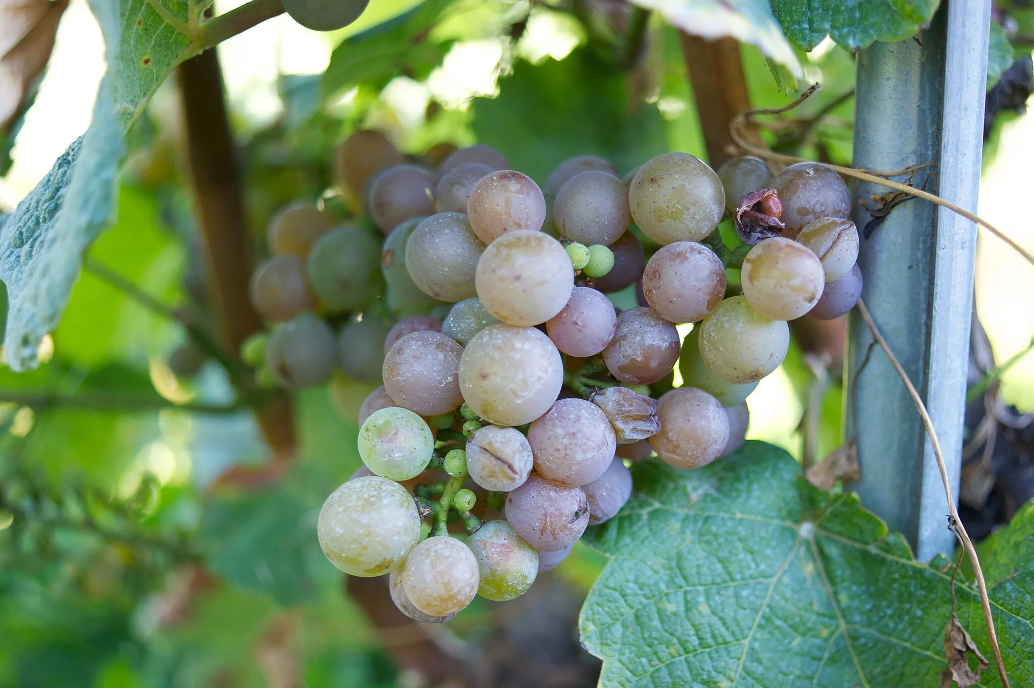 Photo showing: Grape de raisin du cépage Gewurztraminer