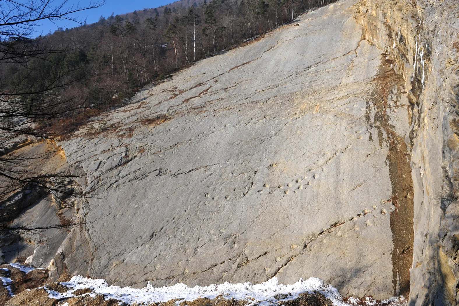 Photo showing: Brachiosaur tracks in a stone quarry; Oberdorf/Lommiswil, Solothurn, Switzerland.
