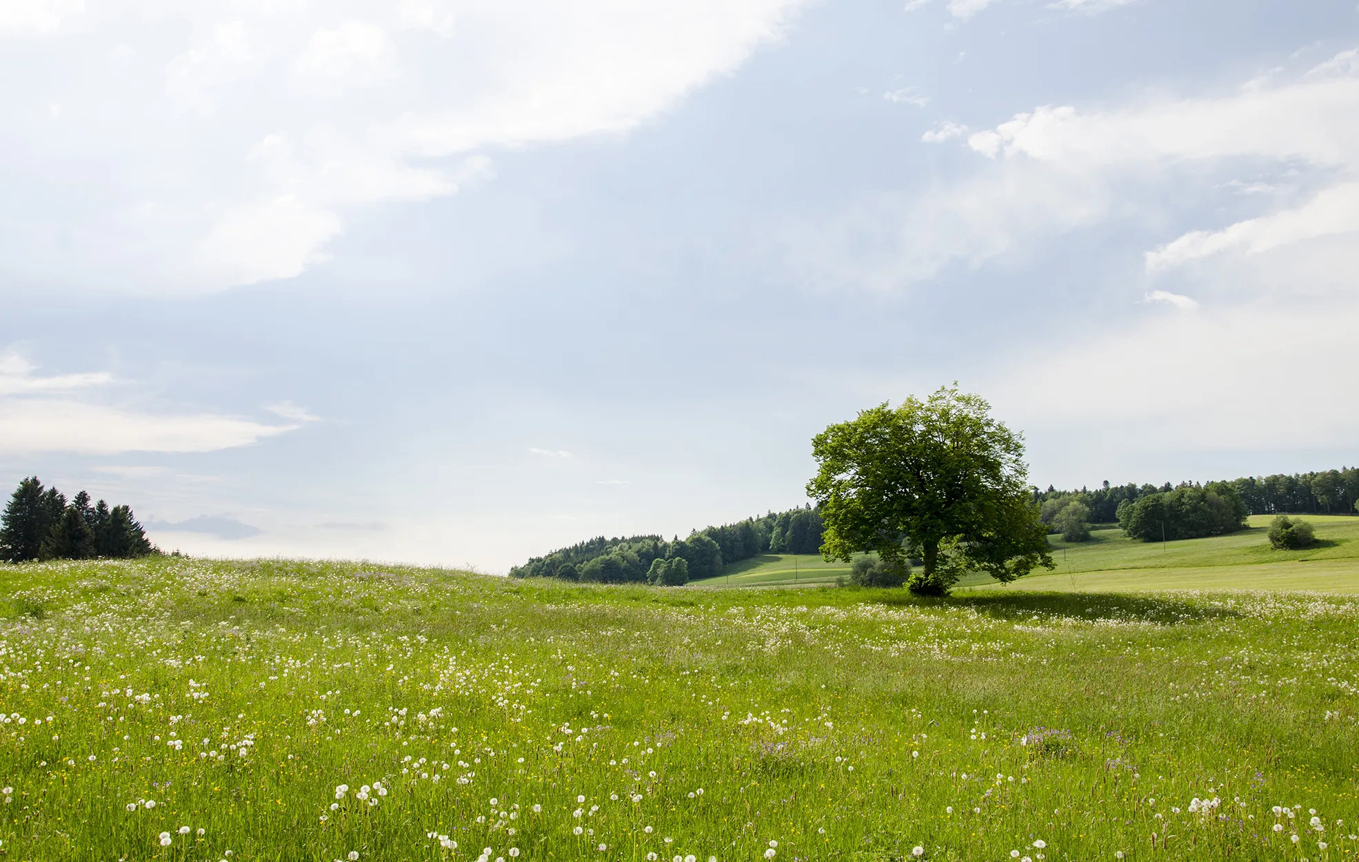 Photo showing: Parc du Doubs - Les Genevez - Le Prédame