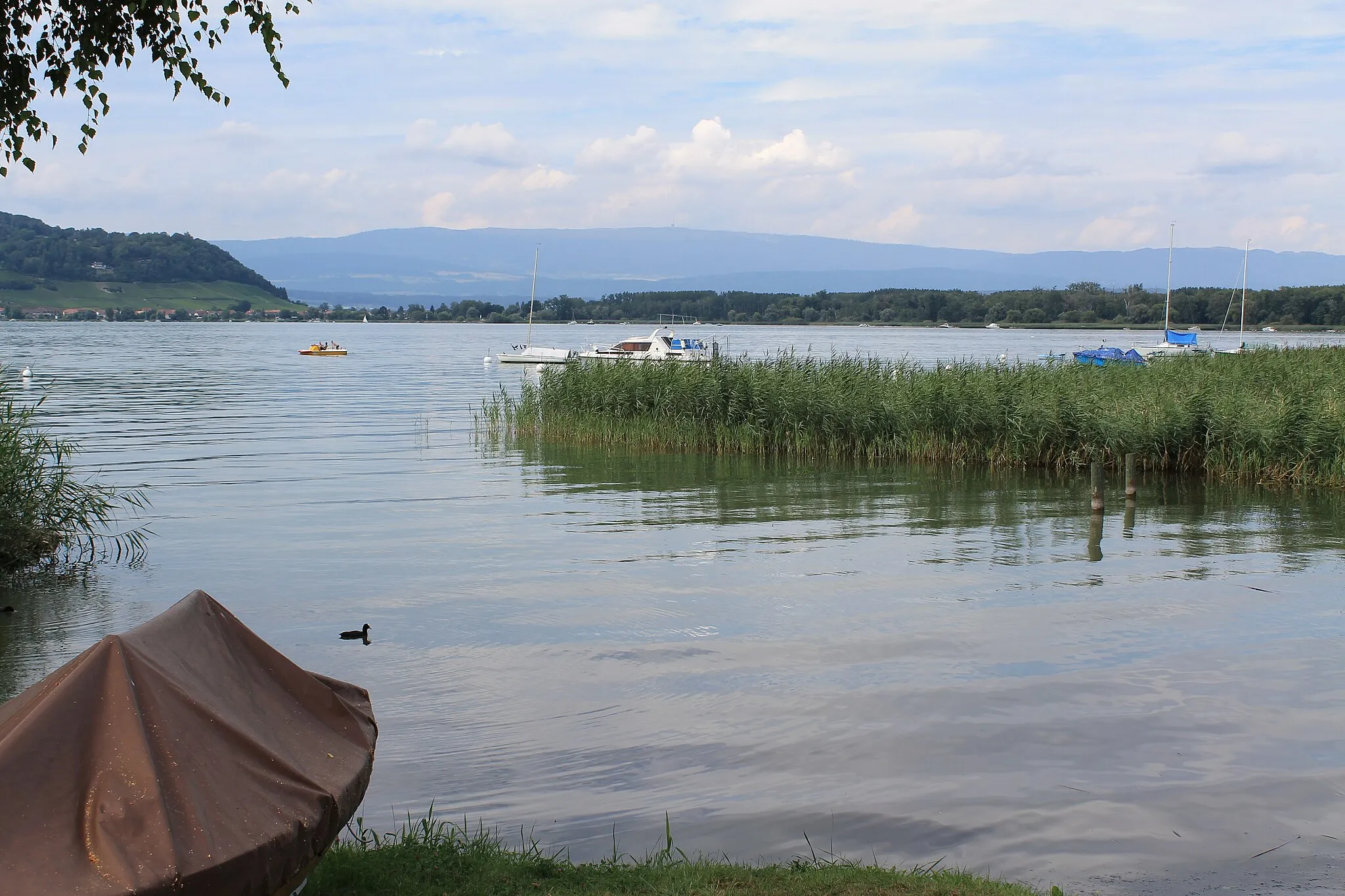 Photo showing: Lac de Morat