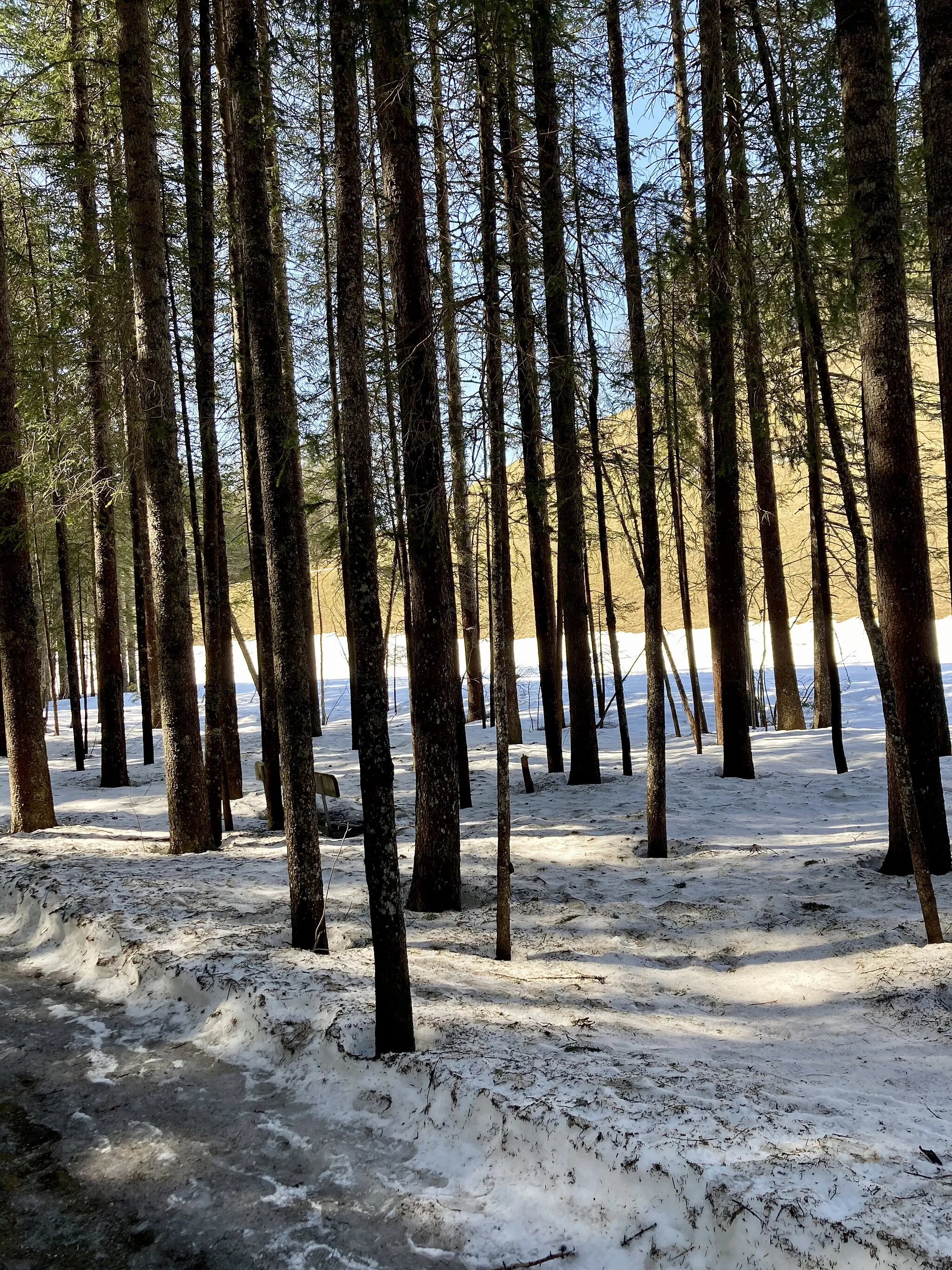 Photo showing: The title, Logging the Spaces Between, shows the connection between nature and humans. Trees are part of the human existence; from this photo, I ascribe to them qualities to mark time, as we move between them in the snow. 'Logging' is a play on the word log, the thick trunk of a tree. In the photo, the log is the part of the tree most visible.