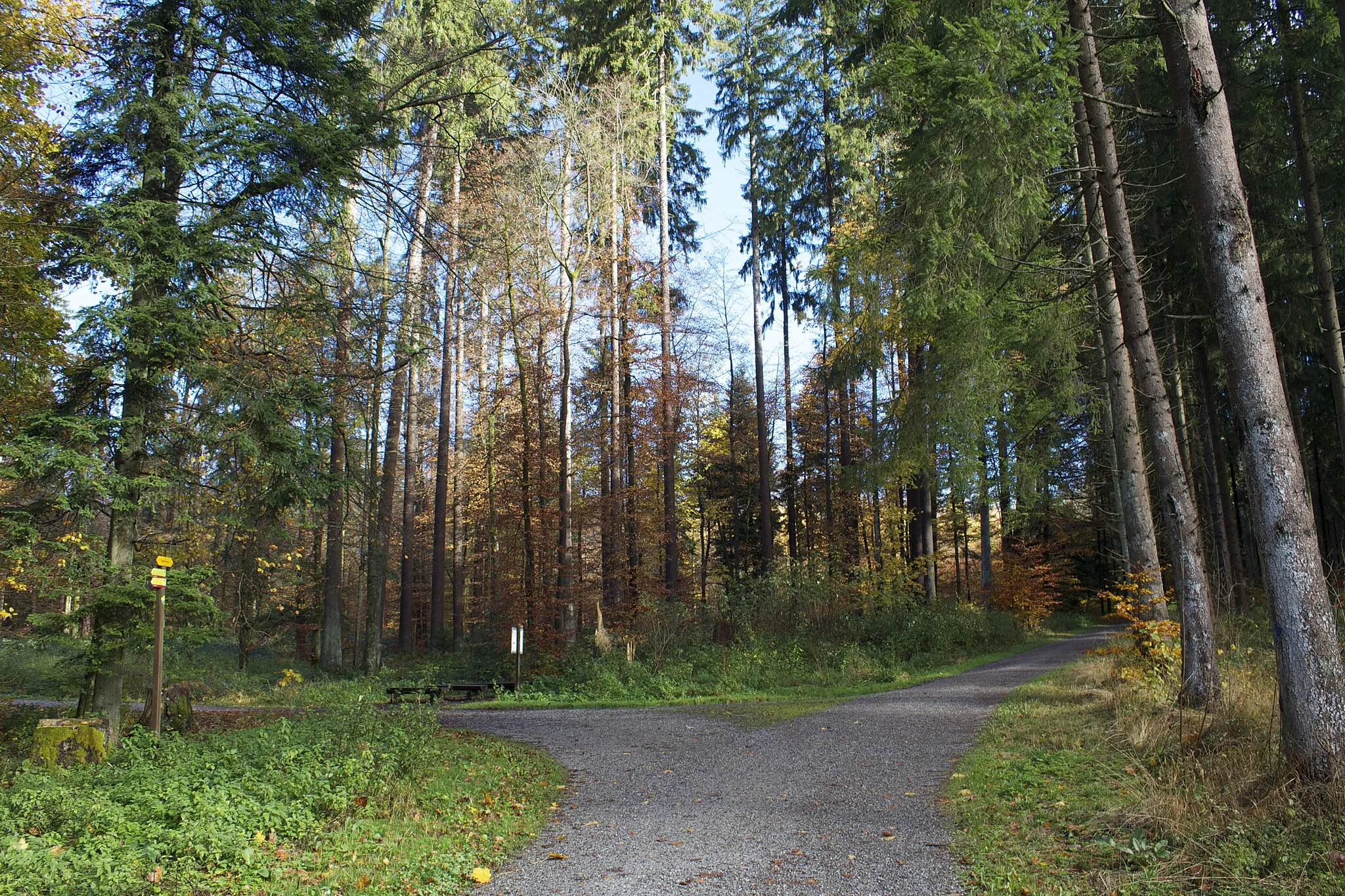 Photo showing: Bremgartenwald