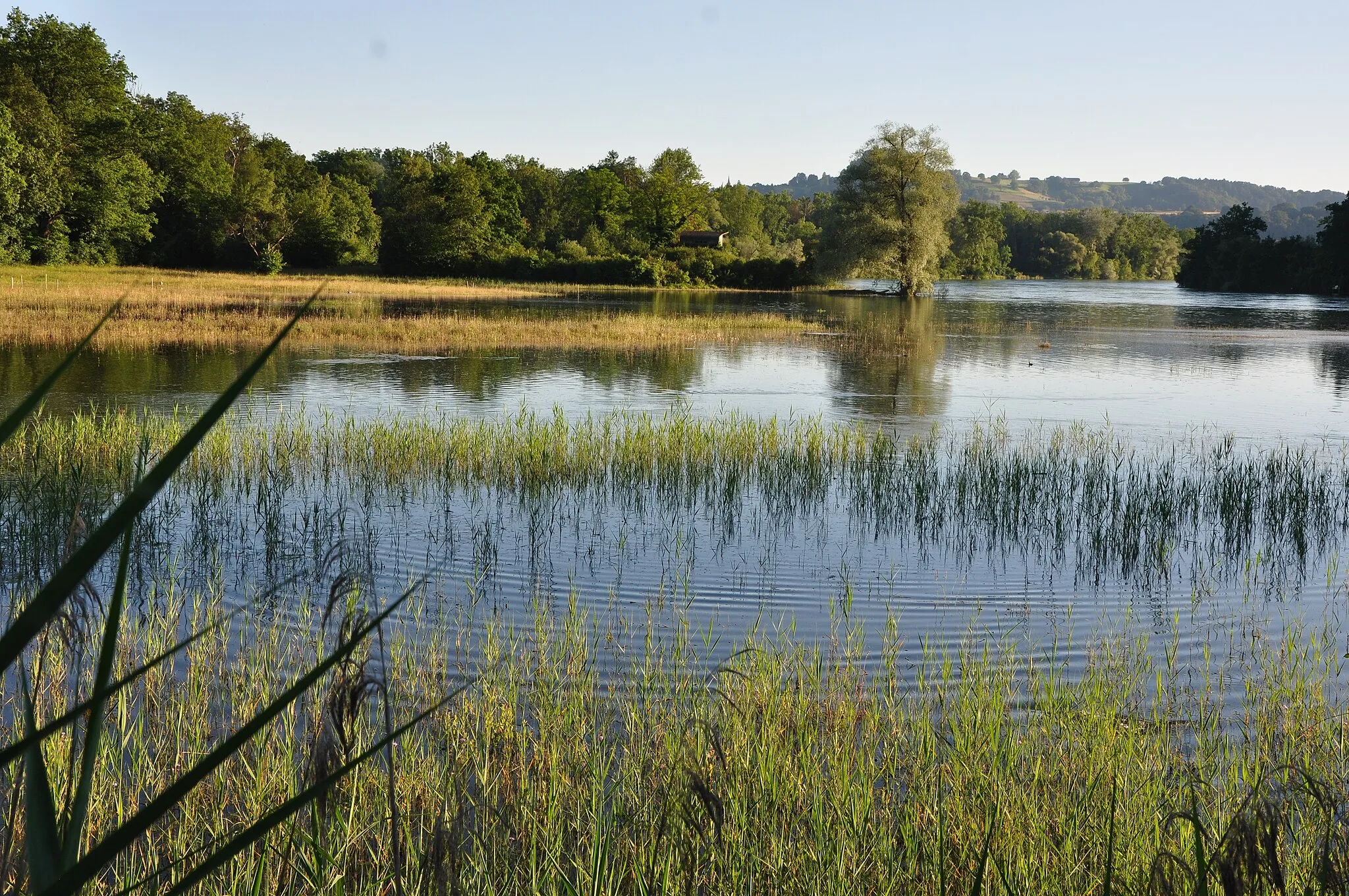 Photo showing: Auenlandschaft Thurauen