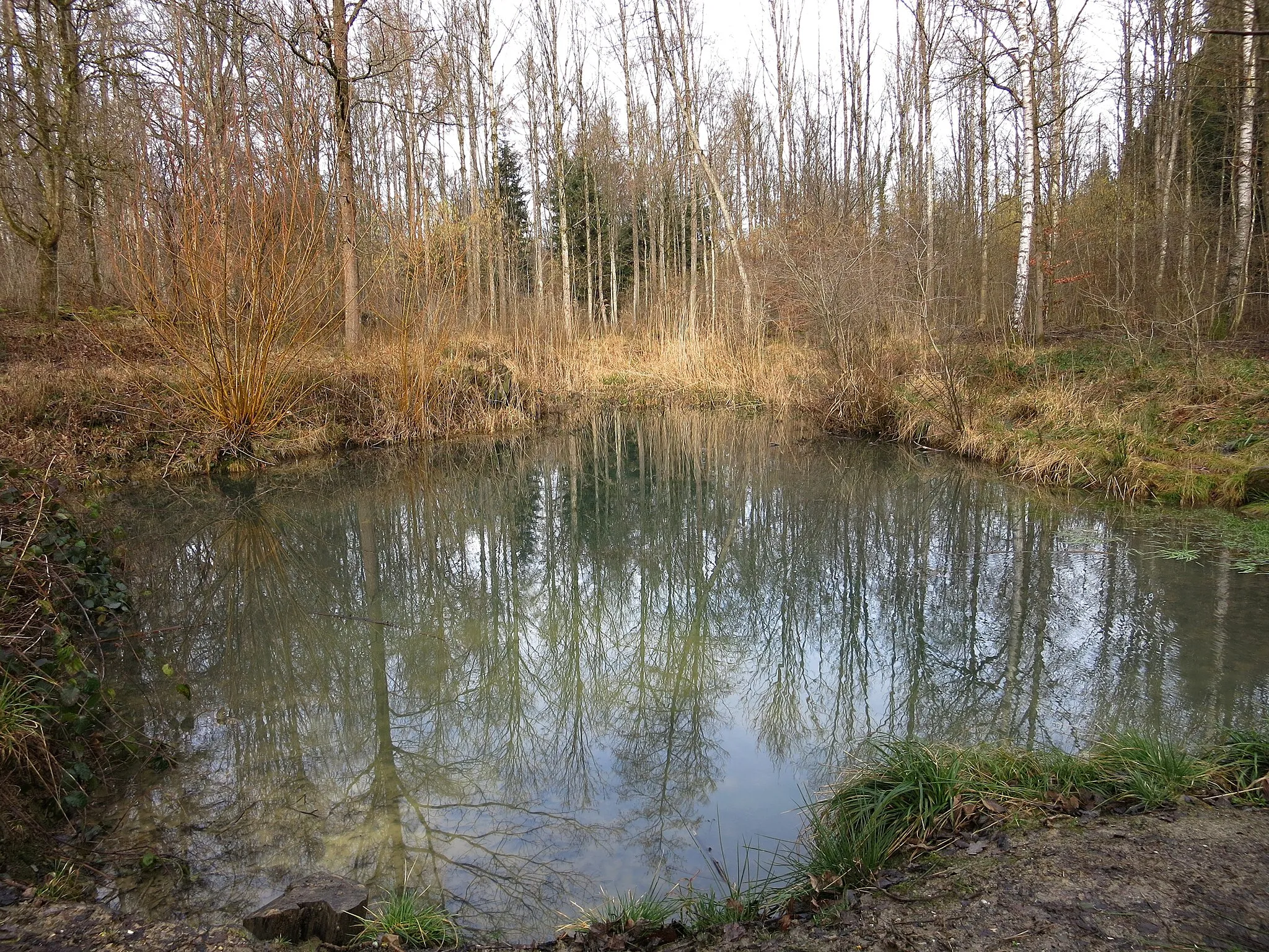 Photo showing: Kappeliholzweiher