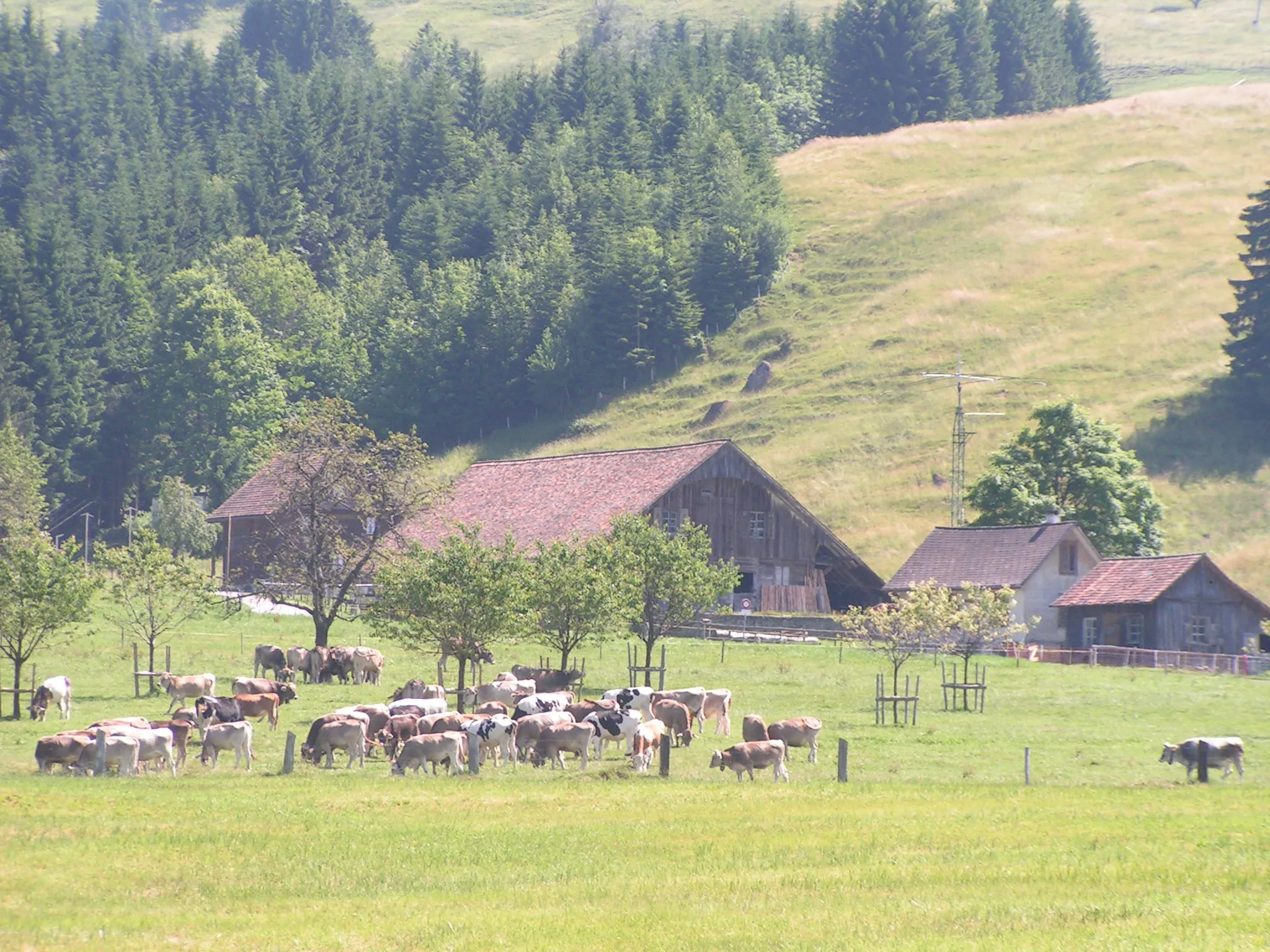 Photo showing: Seebodenalp oberhalb von Küssnacht (Schwyz)