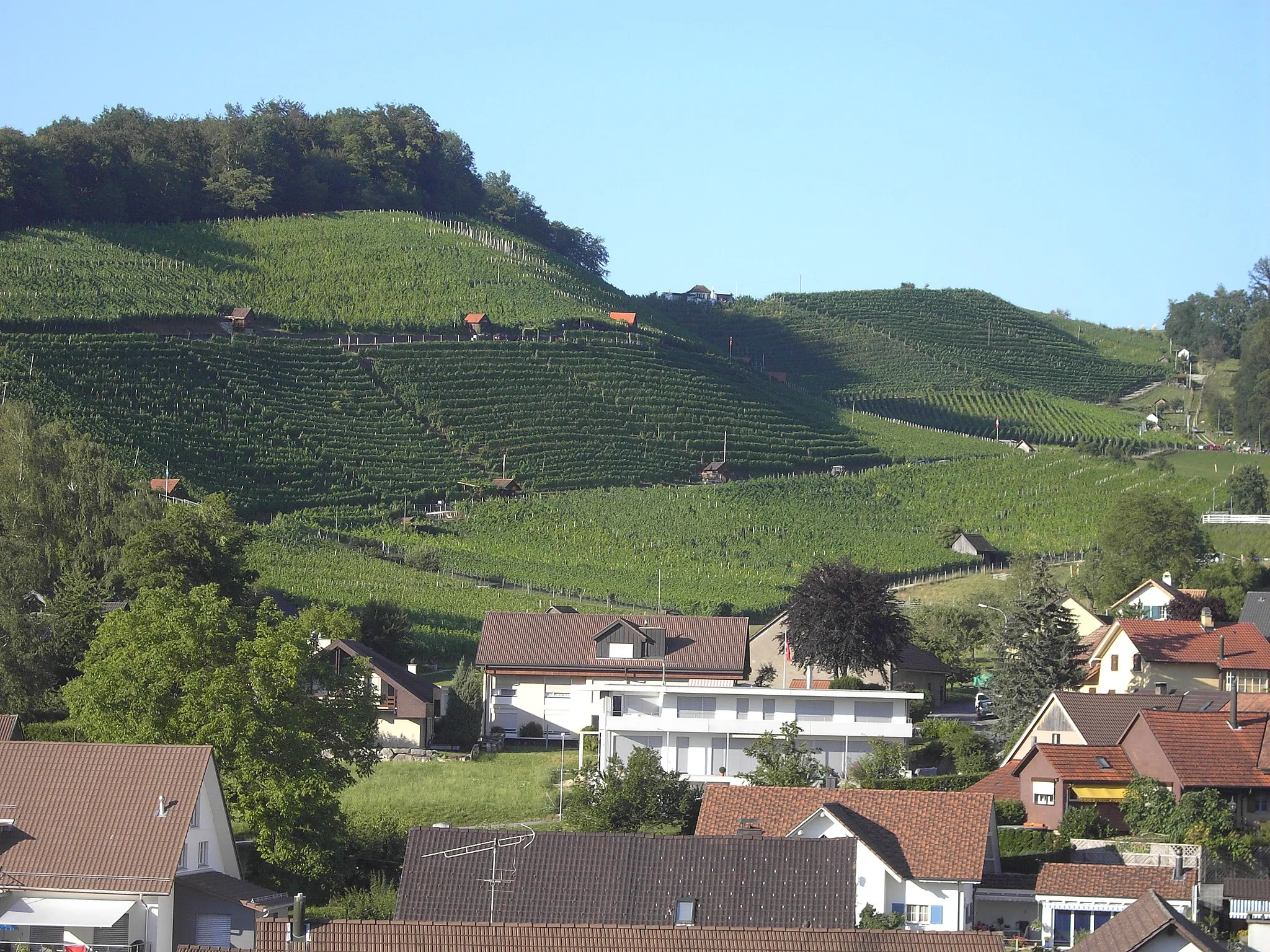 Photo showing: Birmenstorf, vineyard/Rebberg