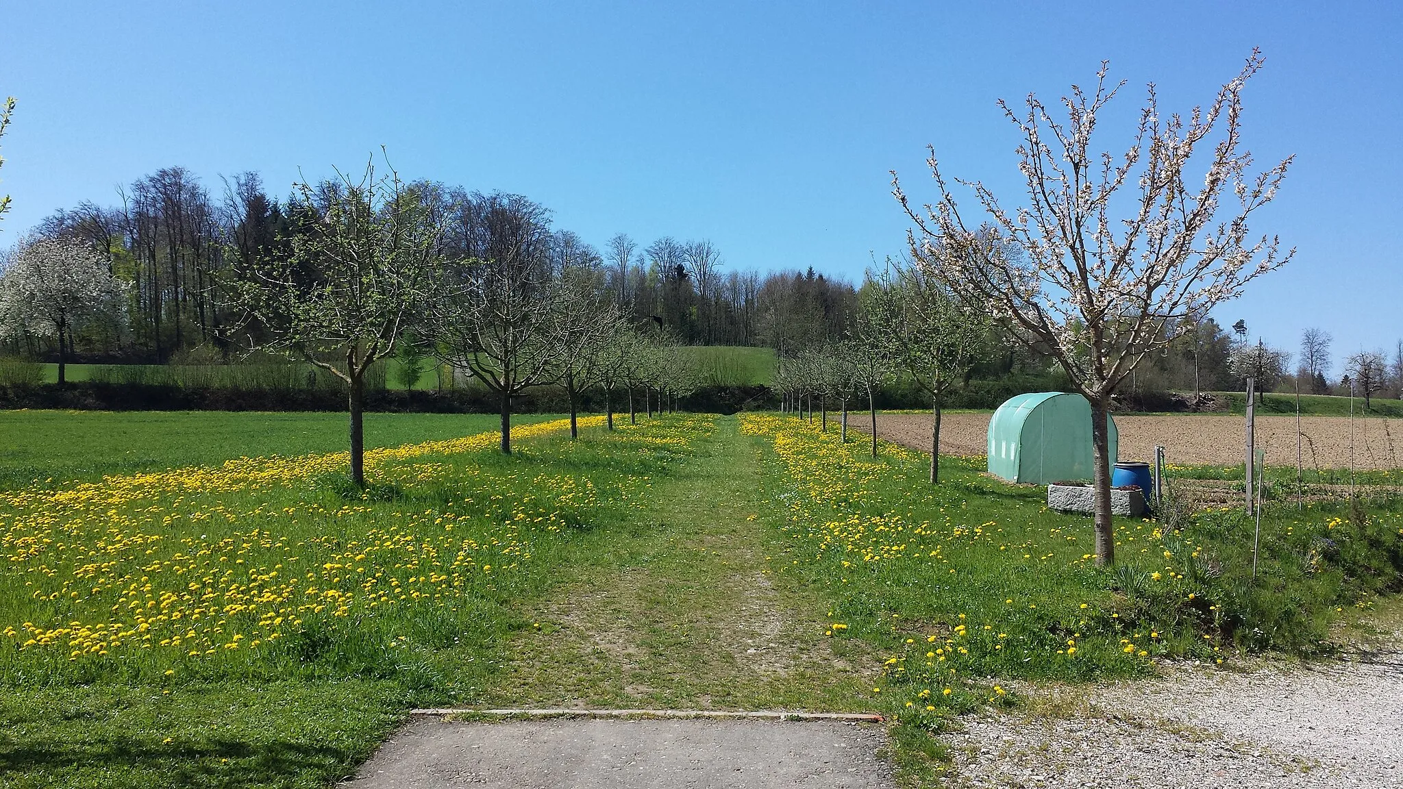 Photo showing: Eine Allee aus Apfelbäumen auf einem Hof in Wohlenschwil. Unter den Bäumen blüht Taraxacum. Rechts stehen ein Viehunterstand und eine blaue Regentonne. Am linken Bildrand sieht man einen Kirschbaum der in einer Hecke steht. Die Hecke führt als dunkler streifen durch die Bildmitte, weiter oben beginnt ein Wald.