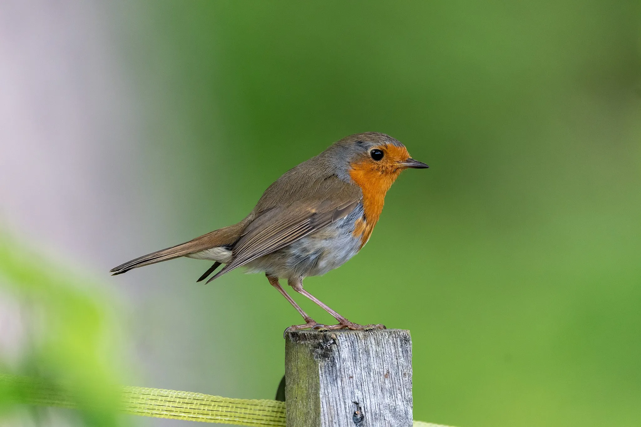 Photo showing: European robin (Erithacus rubecula) at the edge of a forest near Brugg (canton Aargau, Switzerland)