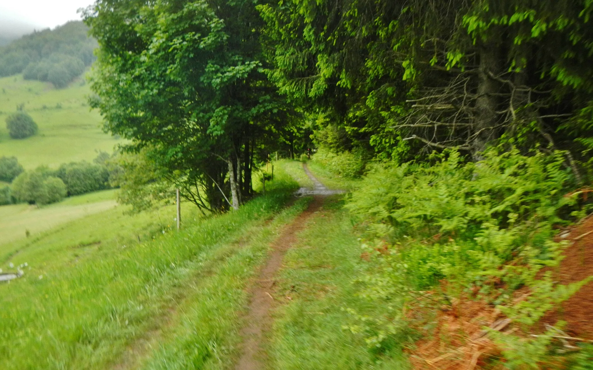 Photo showing: Wanderweg im Südschwarzwald