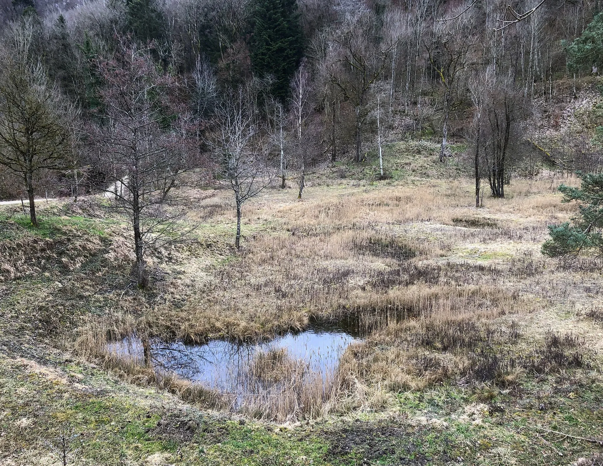 Photo showing: Naturschutzgebiet Eriwis, im Gebiet einer ehemaligen Opalinustongrube, Gemeinde Schinznach, Kanton Aargau, Schweiz
