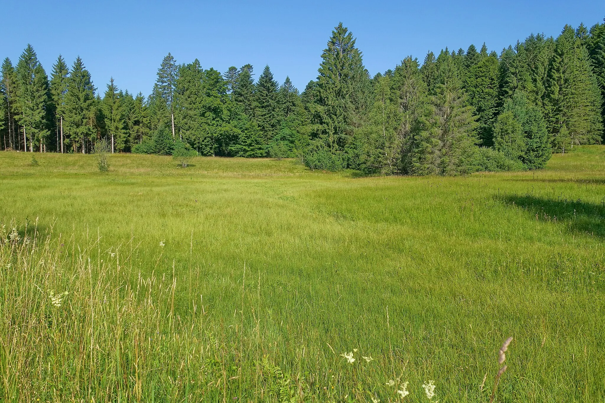 Photo showing: Bergwiese und Hangquellmoor des Naturschutzgebiet Bruggmatt.