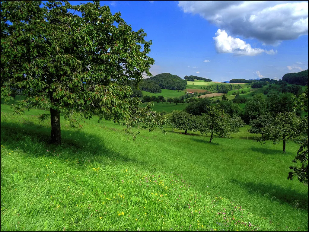 Photo showing: "Chirsibäum im Baselbiet",Titterten, Switzerland