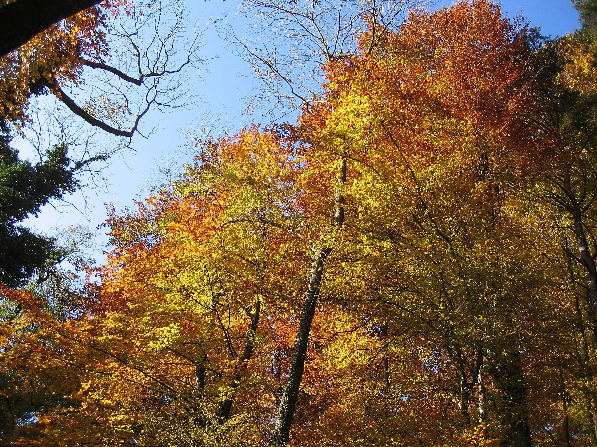 Photo showing: Herbst im Iberig Würenlingen