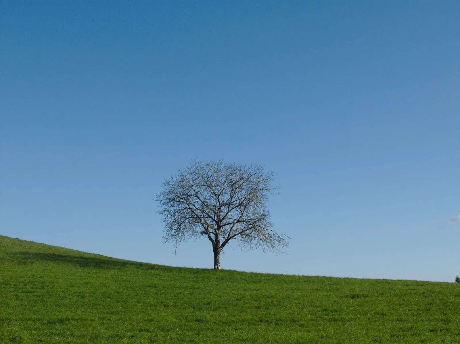 Photo showing: 500px provided description: Blogpost: http://www.jenseitsderfenster.de/2015/04/19/nach-bodman/ [#sky ,#blue ,#tree ,#gras ,#meadow ,#baum]