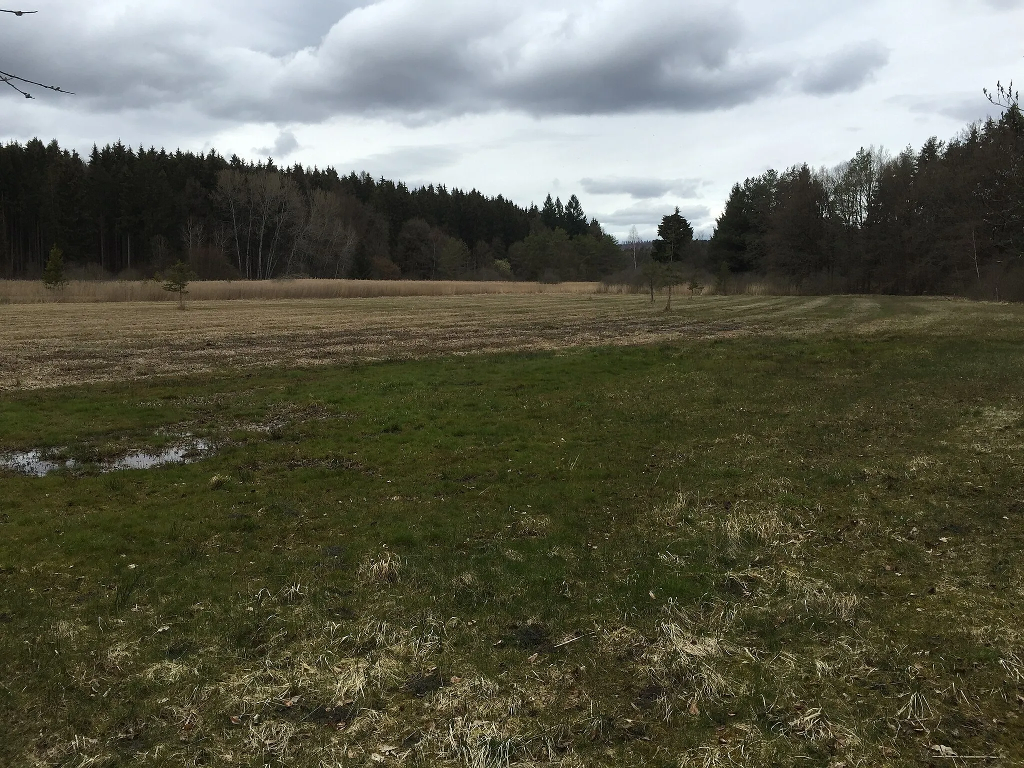 Photo showing: Naturschutzgebiet Fischerweihermoor bei Allensbach