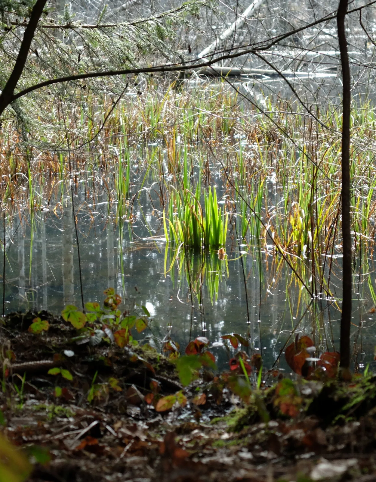 Photo showing: 500px provided description: Blogpost: www.jenseitsderfenster.de/2014/03/30/fahrradtour/ [#water ,#nature ,#light ,#gras ,#konstanz ,#bodensee]