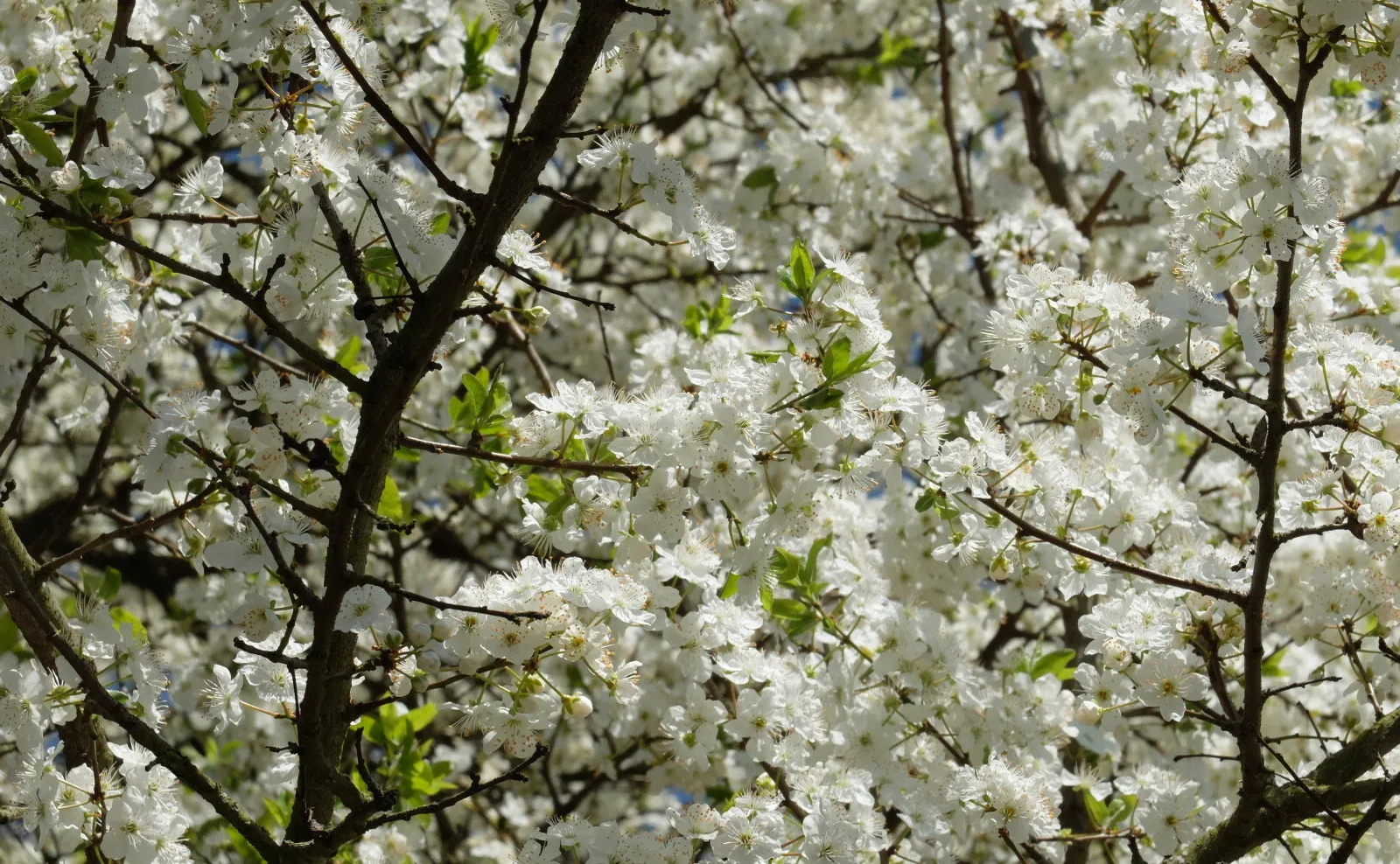 Photo showing: 500px provided description: Blogpost: www.jenseitsderfenster.de/2014/03/30/fahrradtour/ [#nature ,#tree ,#white ,#konstanz ,#bodensee]