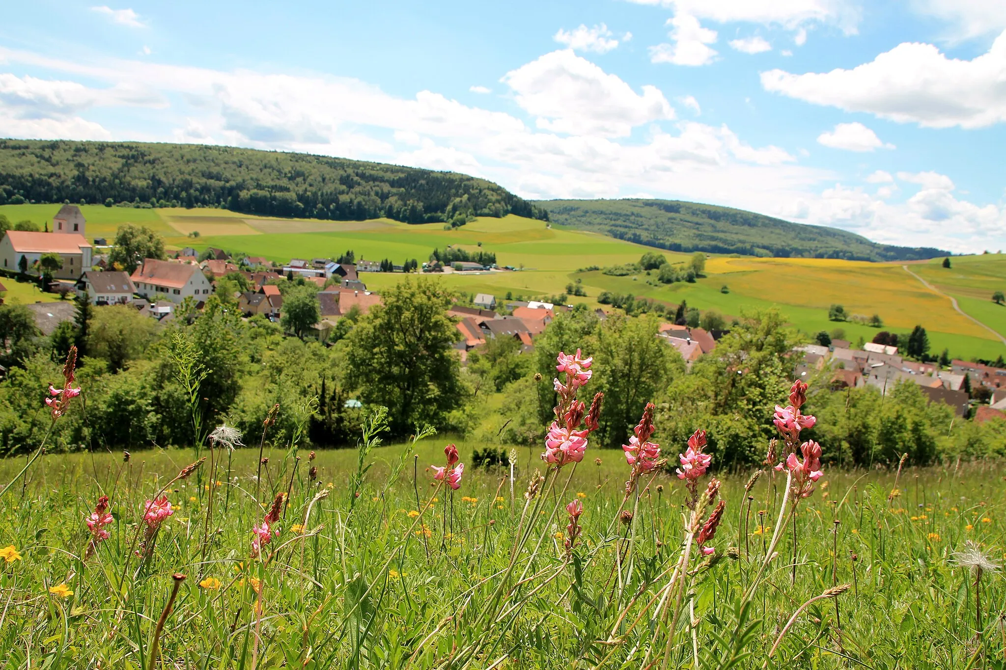 Photo showing: Typical flora in the natural reserve "Hondinger Zisiberg" in Baden-Württemberg, Germany. The village "Hondingen" is in the background.