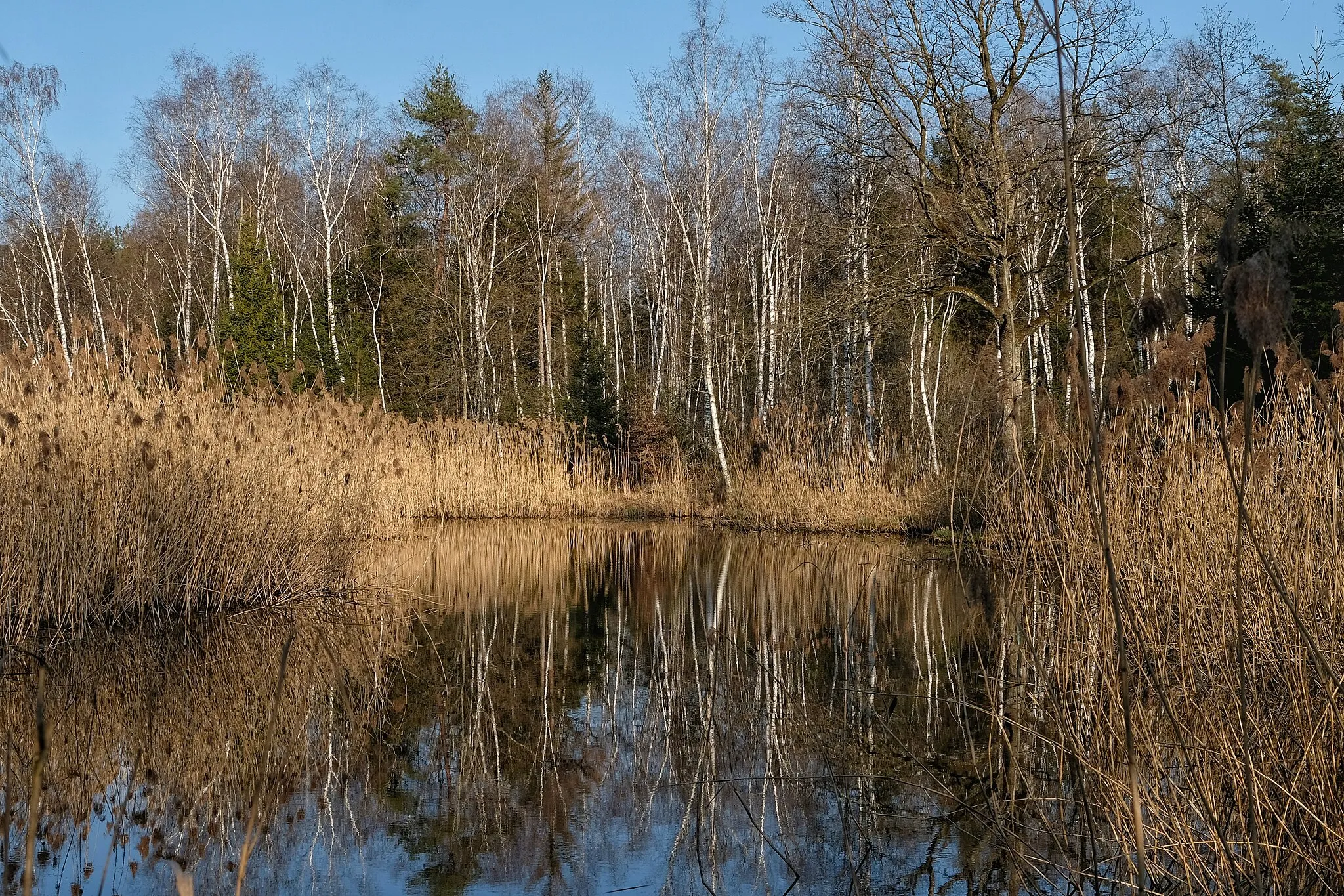 Photo showing: The Hudelmoos comprises three nationally important protected areas: a fen, a raised/transitional mire and an amphibian spawning area in the nature reserve of Zihlschlacht-Sitterdorf.