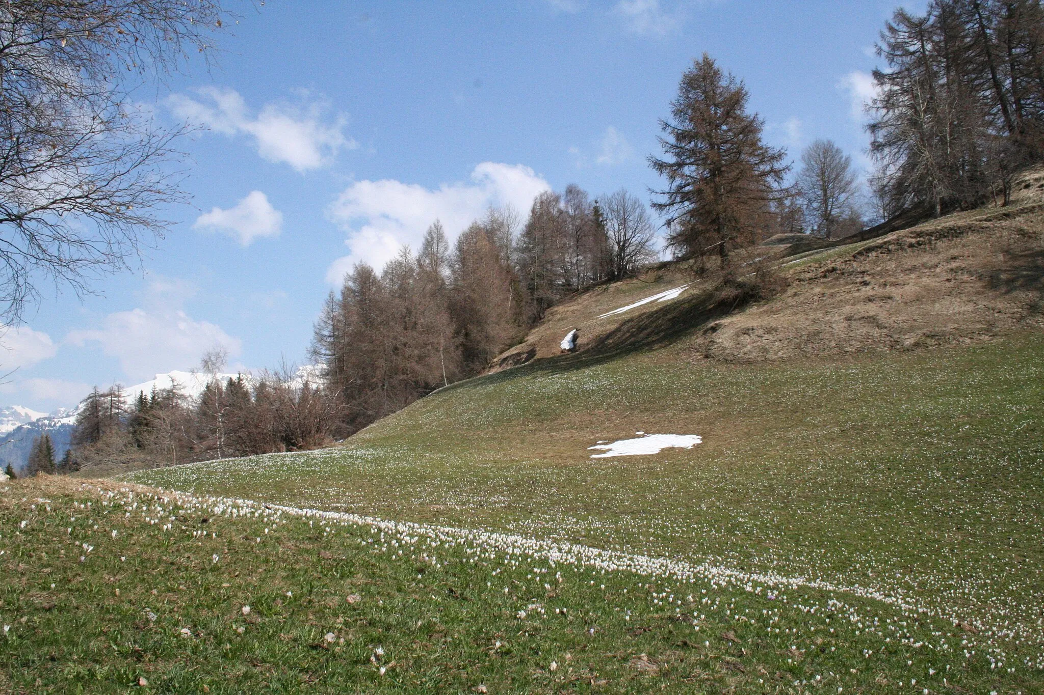 Photo showing: Krokusse nach der Schneeschmelze oberhalb Feldis
