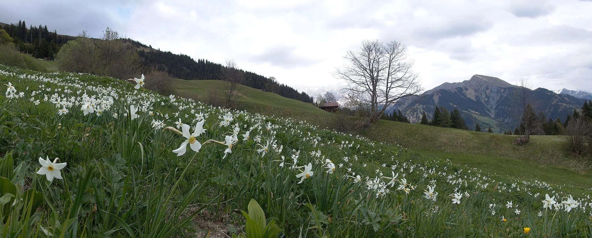 Photo showing: Schmalblättrige Narzisse (Narcissus radiiflorus). Aufgenommen in der Schweiz am Südhang des Vilan, Gemeindegebiet Seewis im Prättigau.