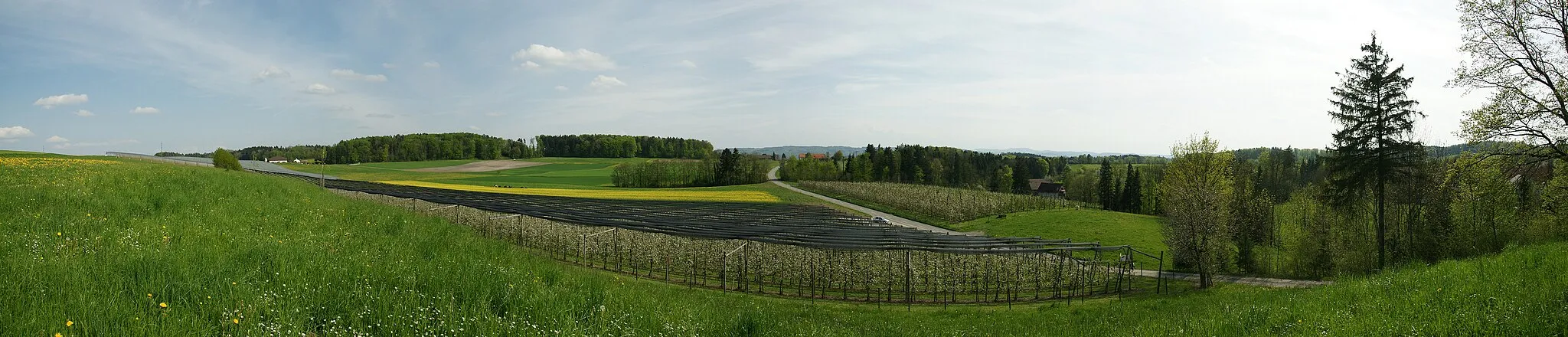 Photo showing: An der Strasse von Müllheim nach Steckborn zwischen den Dörfern Ober Hörstetten und Hörhausen.
Diese Typische Thurgauer Landschaft auf dem Seerücken. 
Panorama aus 4 Querformataufnahmen vom 4. Mai 2008 16:09 Uhr. EXIF Daten der ersten Aufnahme:

04.05.2008 16:44 Uhr 1/500 s - f/9 - ISO 200 - 24 mm KB. Aufnahmestandort: Abseits des Weges in einer Wiese oberhalb einer Obstplantage. 552 m - 715553 / 276787. (47° 37' 53.62" N, 8° 58' 34.05" E (47.631561°, 8.976125°.))