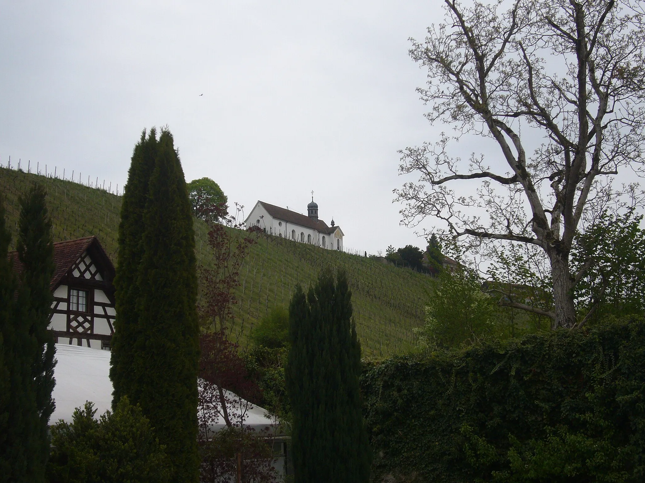Photo showing: Gärtnerei im Kloster Ittingen, über dem Rebberg die Katholische Kirche St. Martin, Kirchgasse 25, 8532 Warth