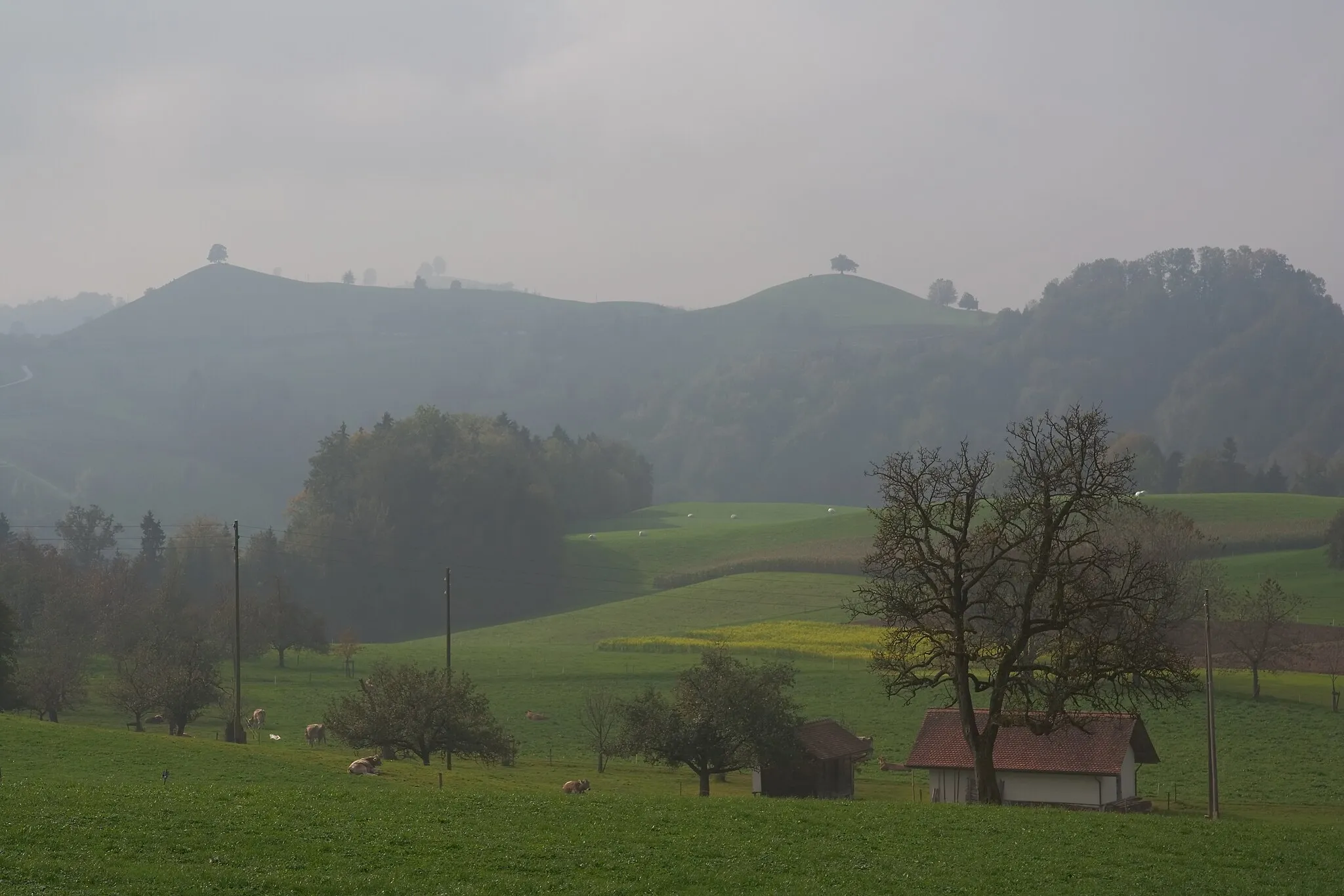 Photo showing: Drumlinlandschaft in Hirzel, Schweiz Typisch sind die einzelnen Laubbäume zuoberst auf den Drumlins.