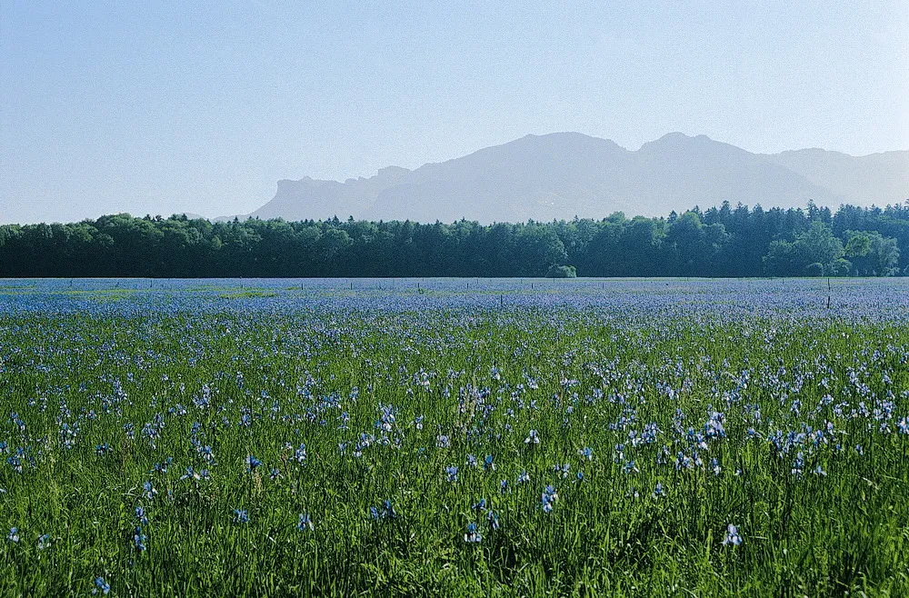 Photo showing: Irisblüte im Unterried (Natura 2000-Gebiet Bangs-Matschels, Feldkirch, Vorarlberg)