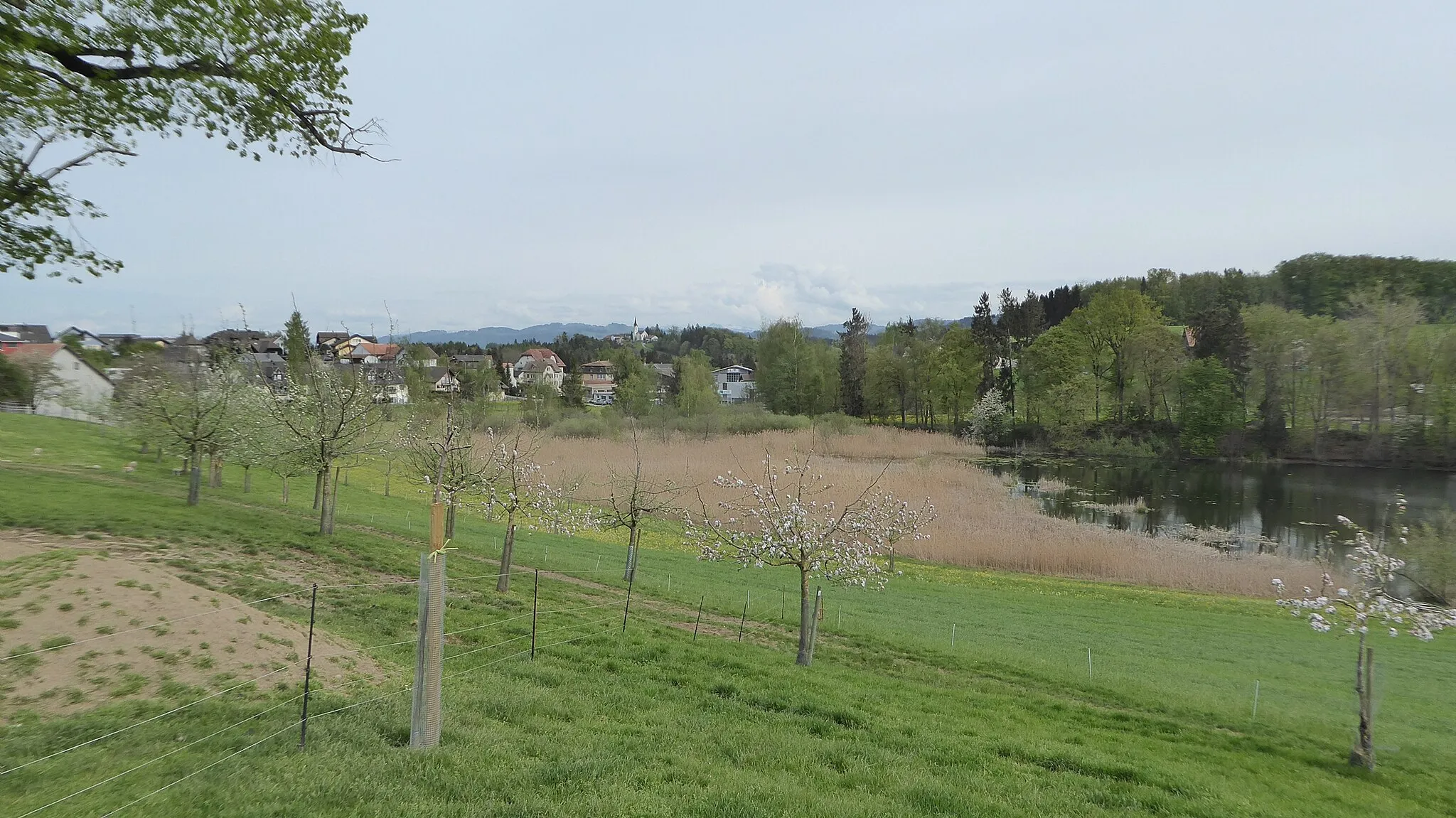 Photo showing: Wilen (Gottshaus), rechts der Horber Weier, im Hintergrund die Kirche St. Pelagiberg