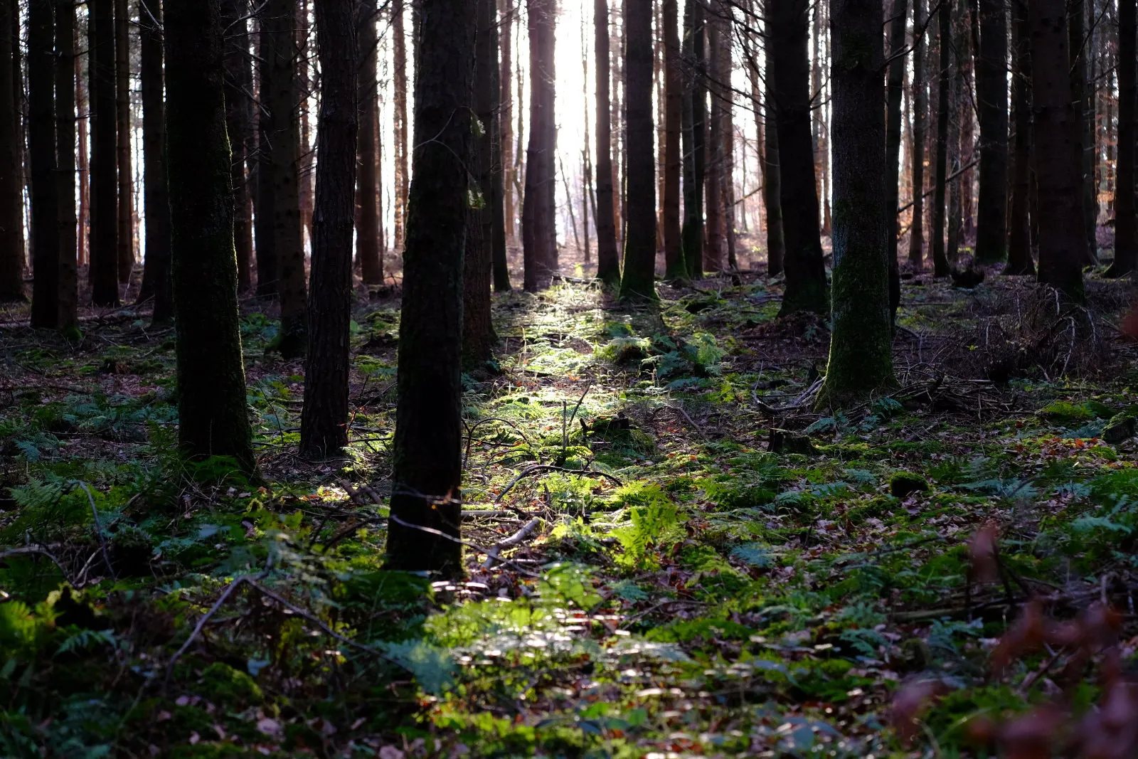 Photo showing: 500px provided description: Blogpost: www.jenseitsderfenster.de/2015/12/12/immer-noch-kein-schnee/ [#Forest ,#Winter ,#Wald ,#Woods ,#Konstanz]