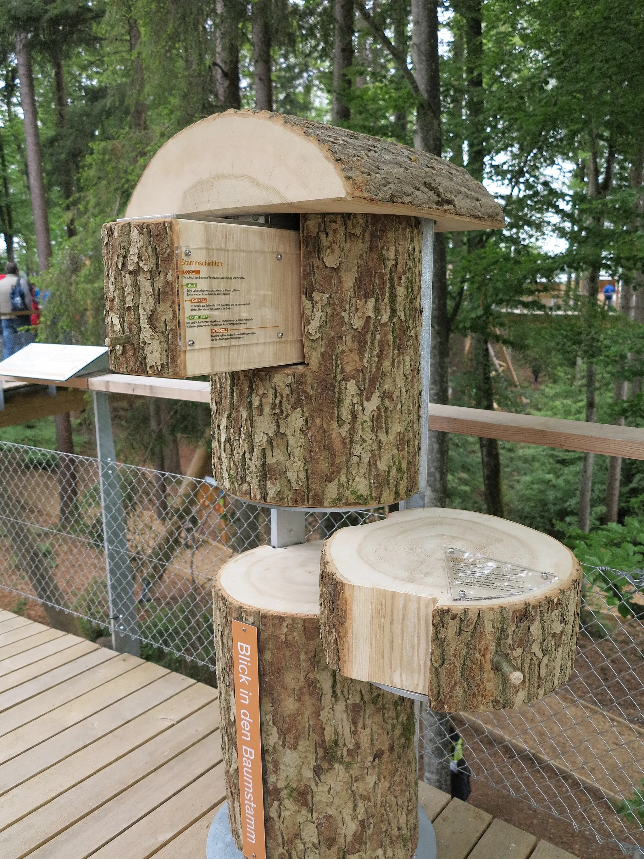 Photo showing: Erklärungen zum Aufbau eines Baumstamms auf dem Baumwipfelpfad Neckertal