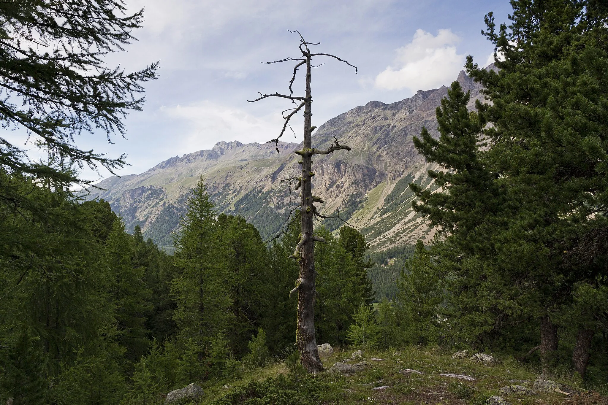 Photo showing: In the forest of a mountainside in Morteratsch valley in Graubünden, Switzerland, 2012 July.