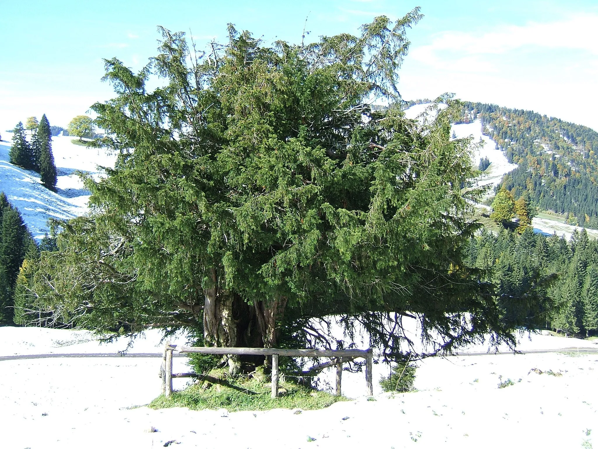 Photo showing: Ureibe bei Steibis, Hangoberseite