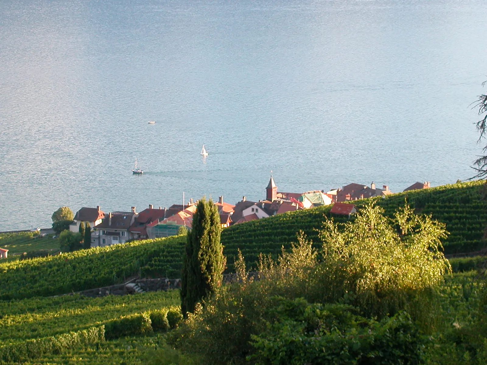 Photo showing: Vineyards in Rivaz