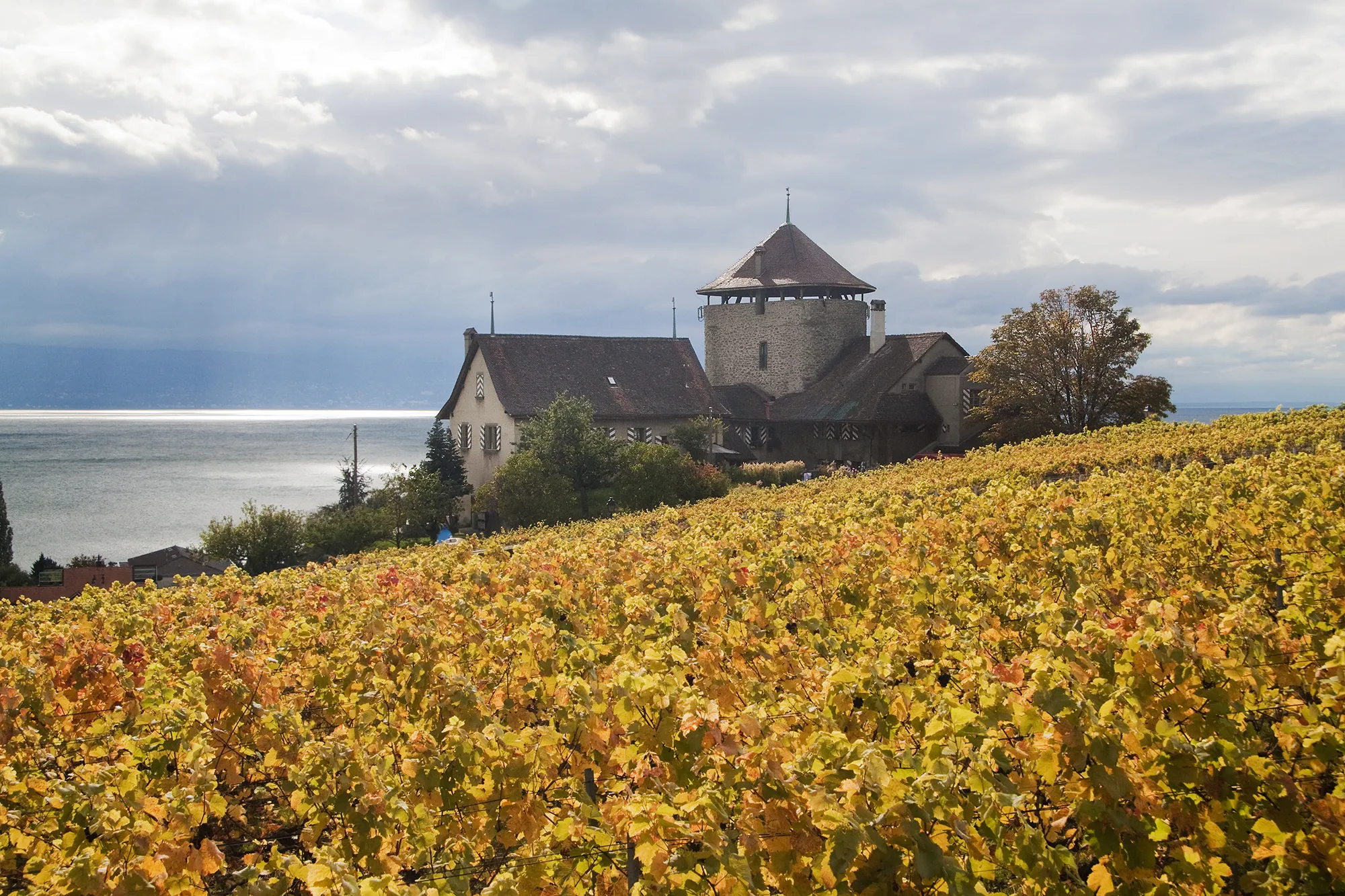 Photo showing: The Lavaux Vineyard Terraces, Lutry, Switzerland