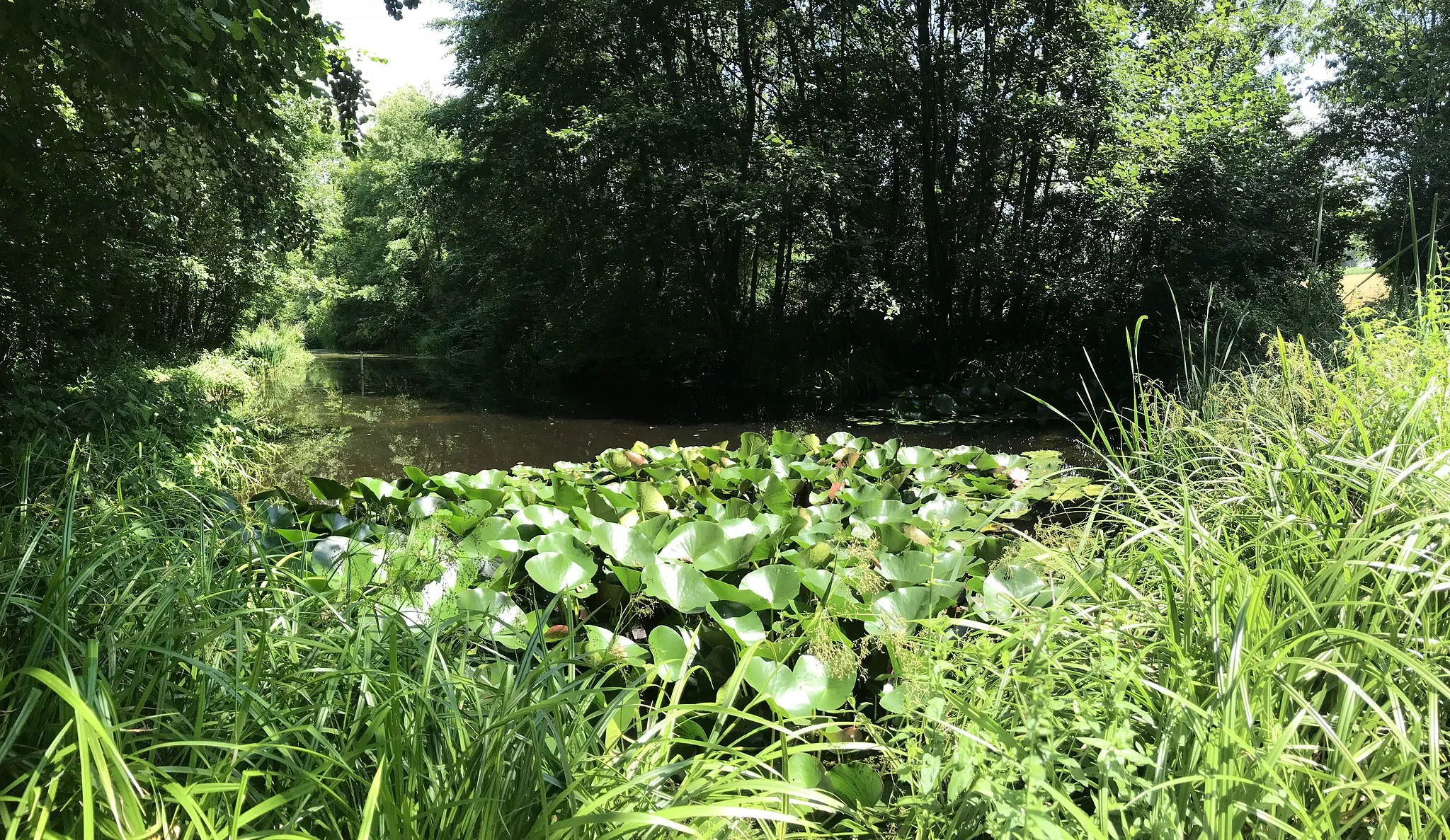 Photo showing: Étang de la réserve naturelle du Bomelet, à Lonay