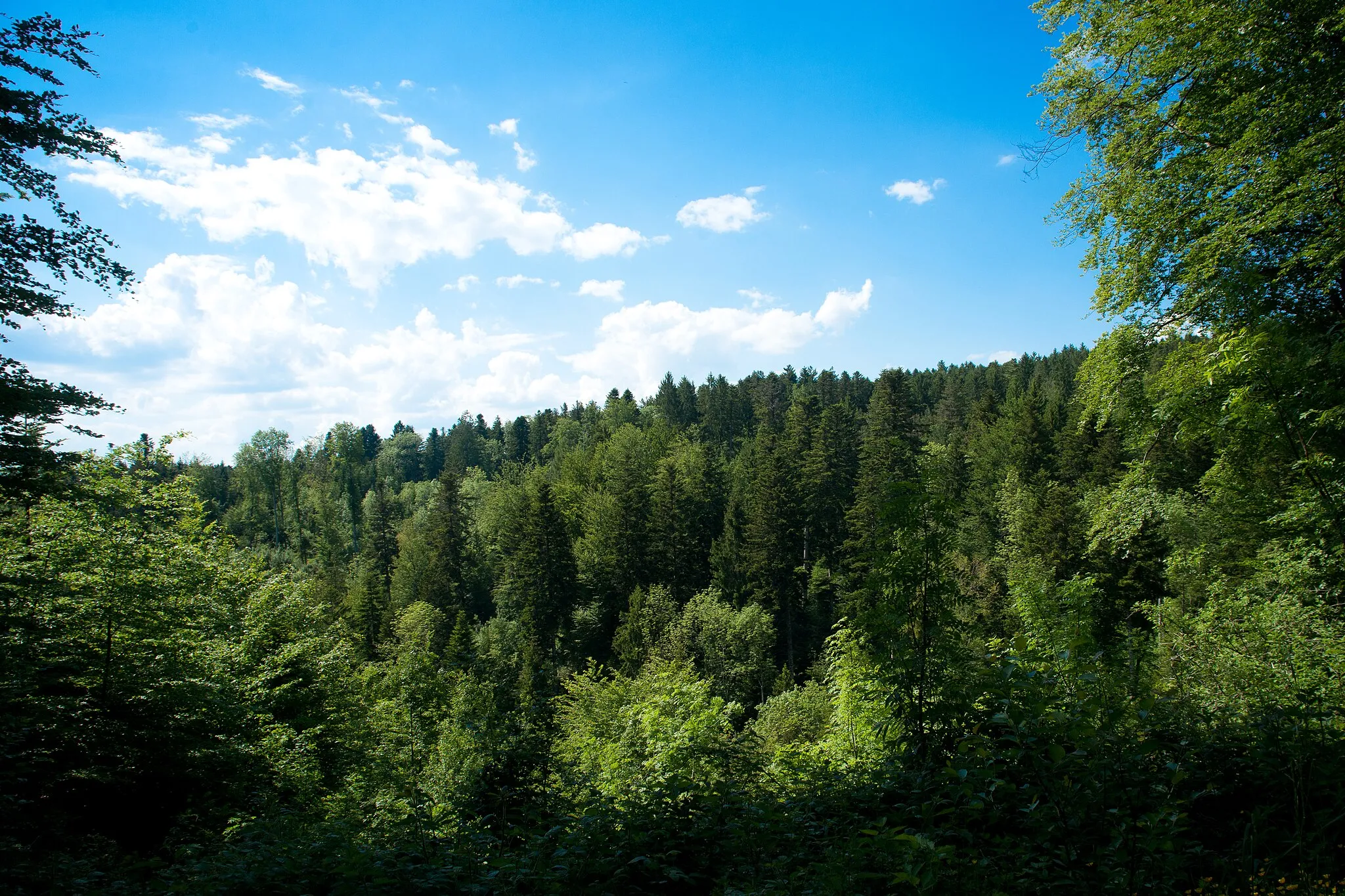 Photo showing: Bois de l'Erberey, Ecotaux, canton de Vaud, Suisse.