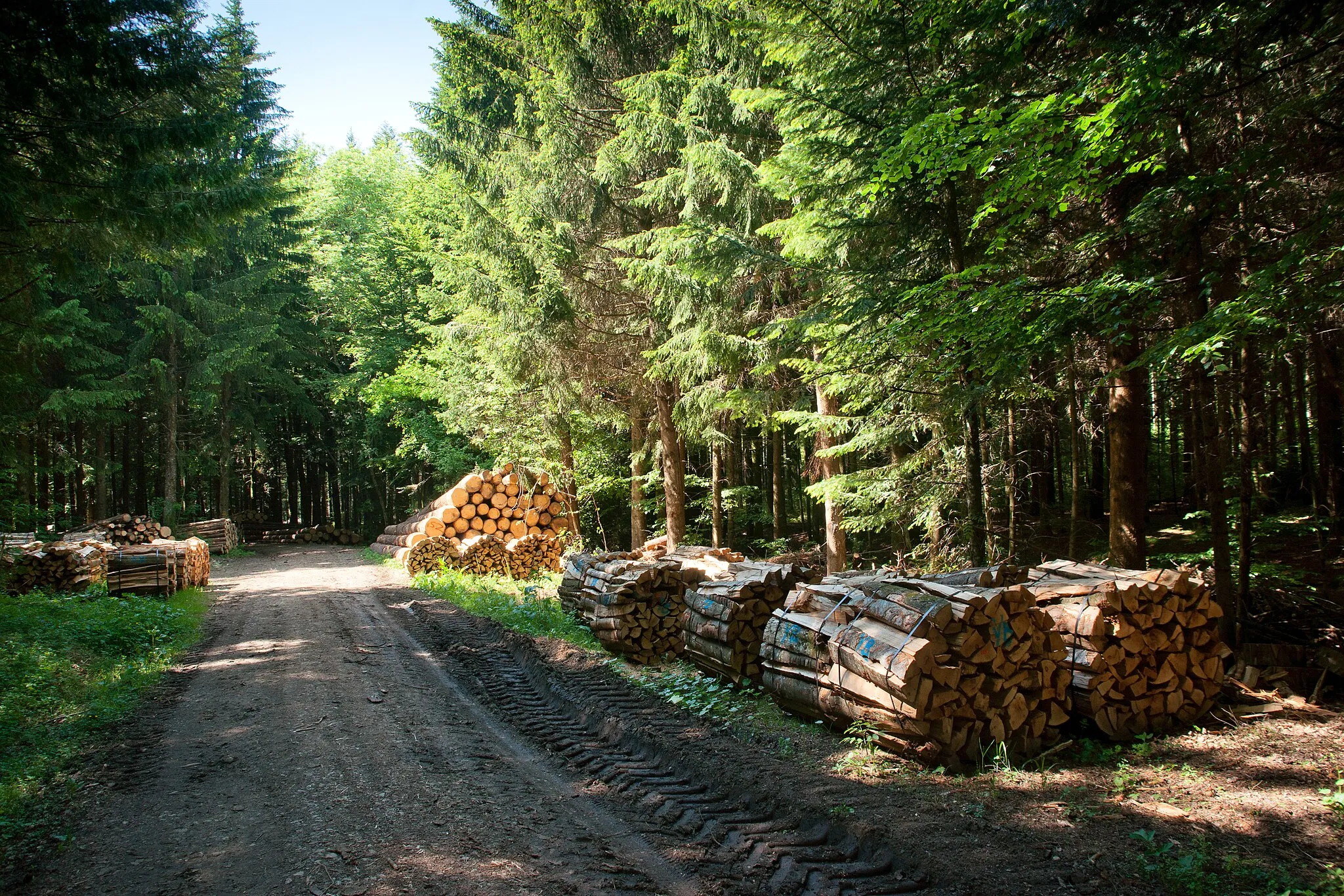 Photo showing: Exploitation forestière à Ecoteaux (dans le bois de l'Erberey), canton de Vaud, Suisse.