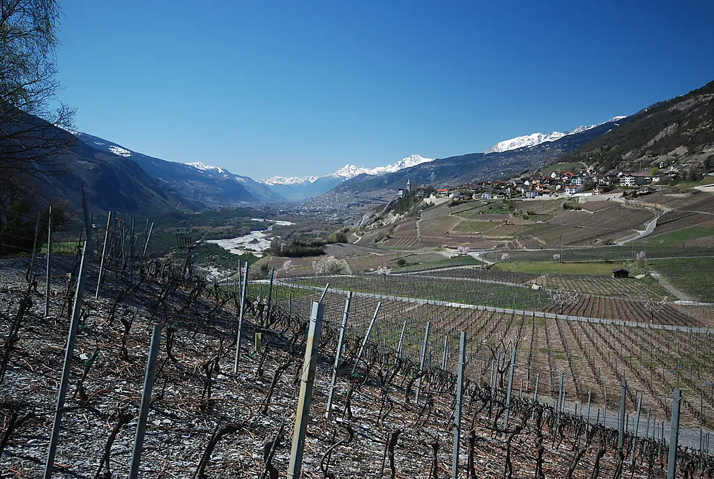 Photo showing: Vineyards in Varen, Valais, Switzerland